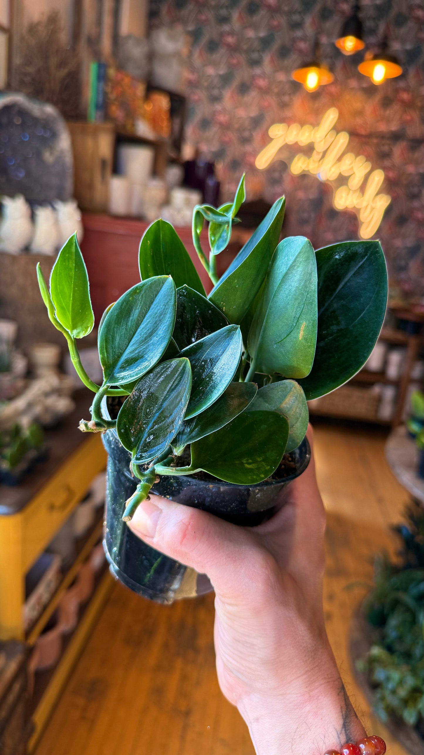 4” Scindapsus ‘Nearly Black’