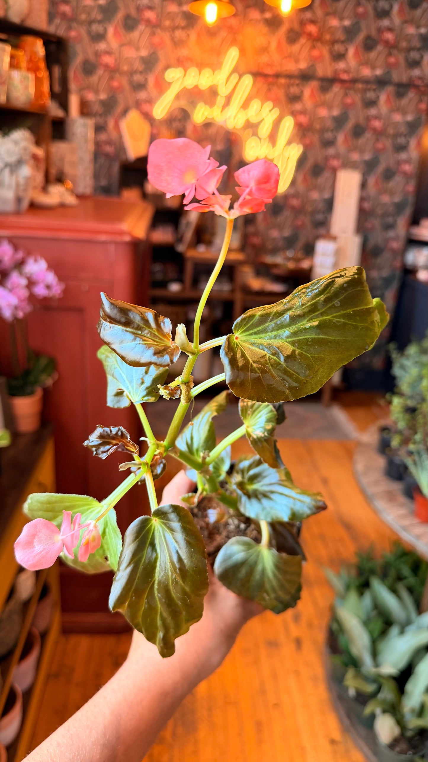 4” Bronze Angel Wing Begonia