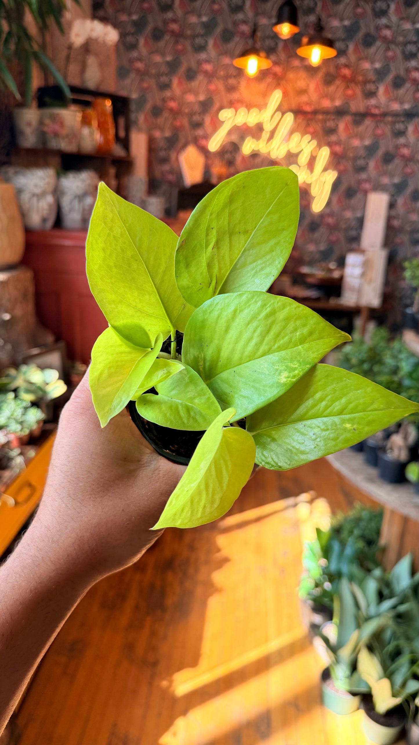 4” Neon Pothos
