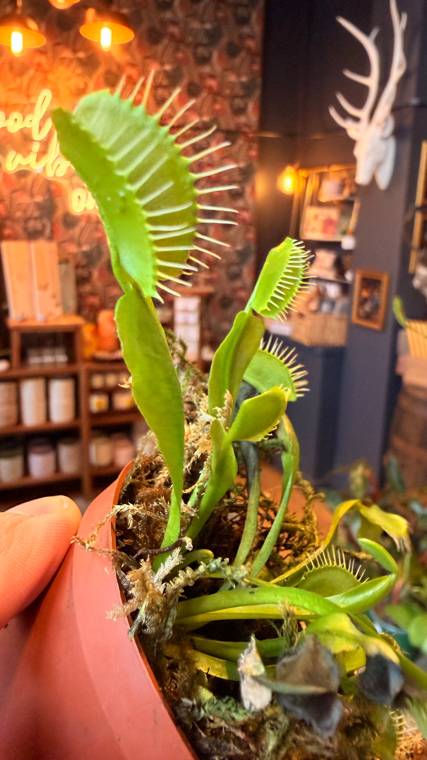 2.5” Venus Fly Trap
