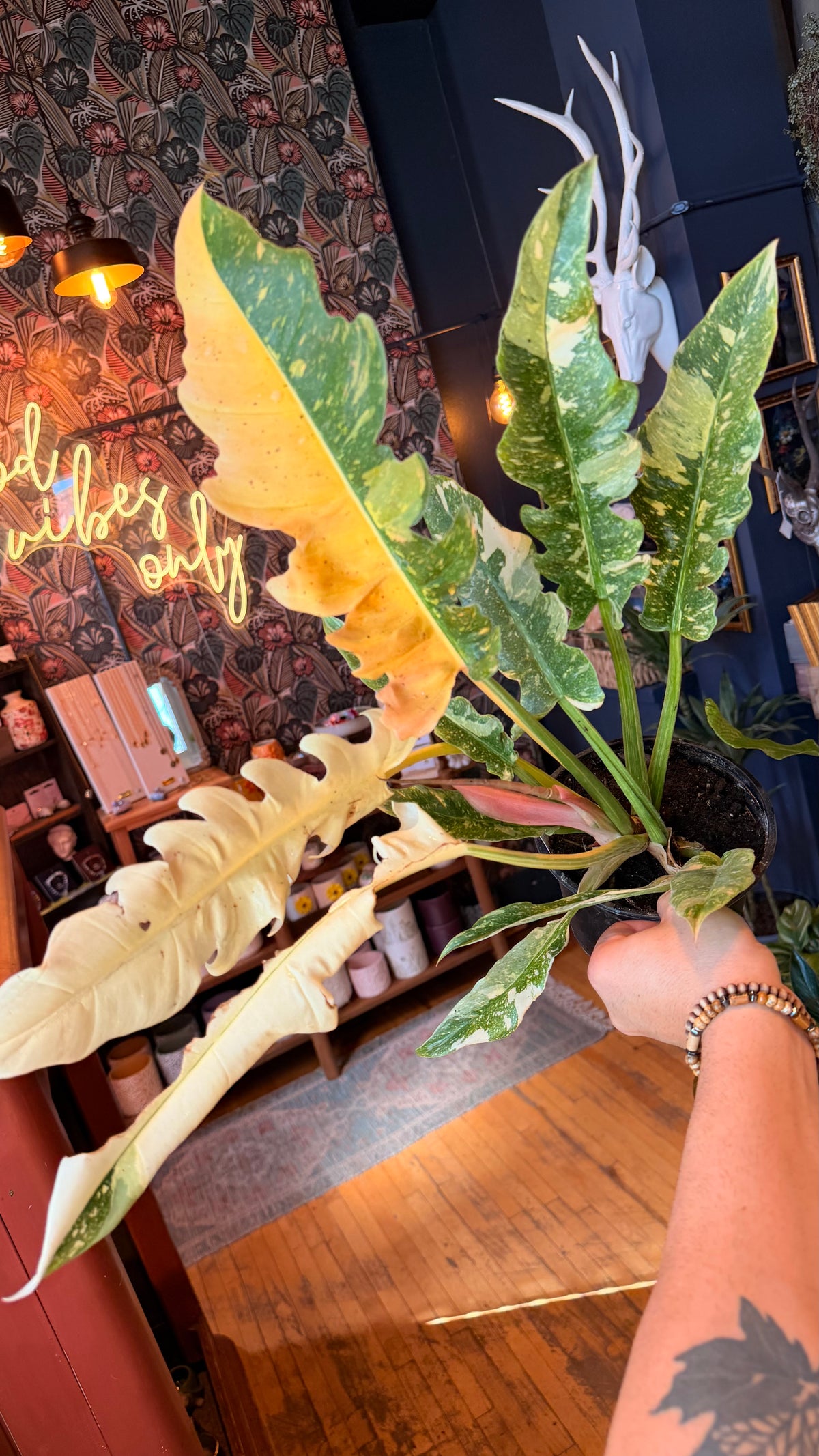 6” Ring of Fire Philodendron