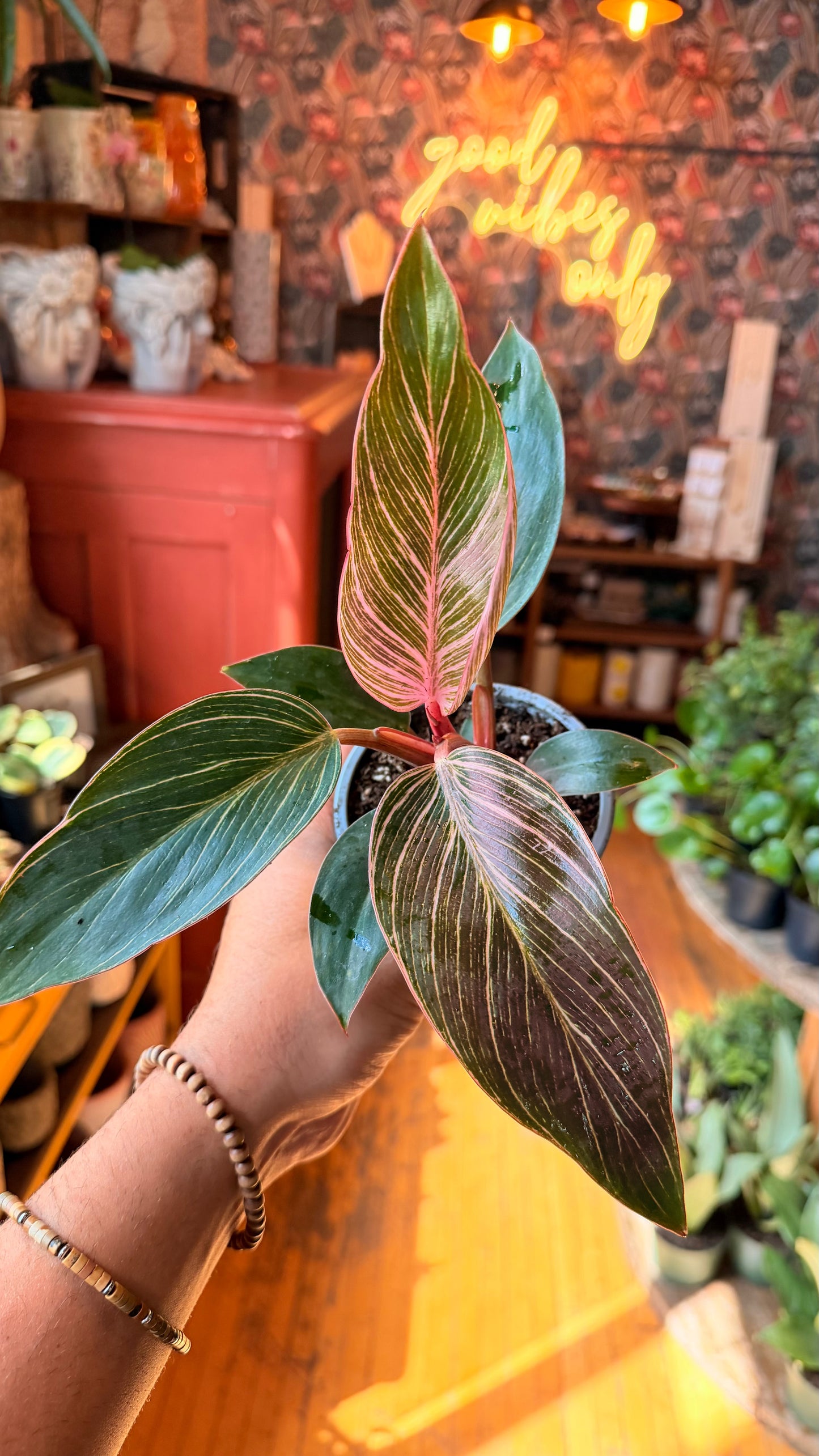 4” Pink Birkin Philodendron