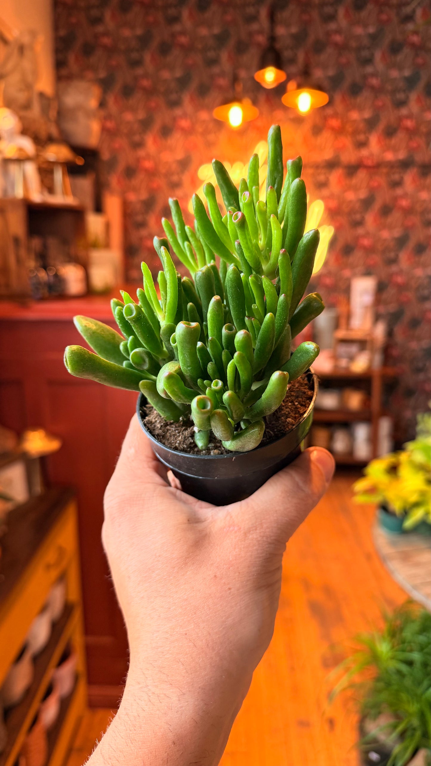 4” Crassula Horntree Jade Plant