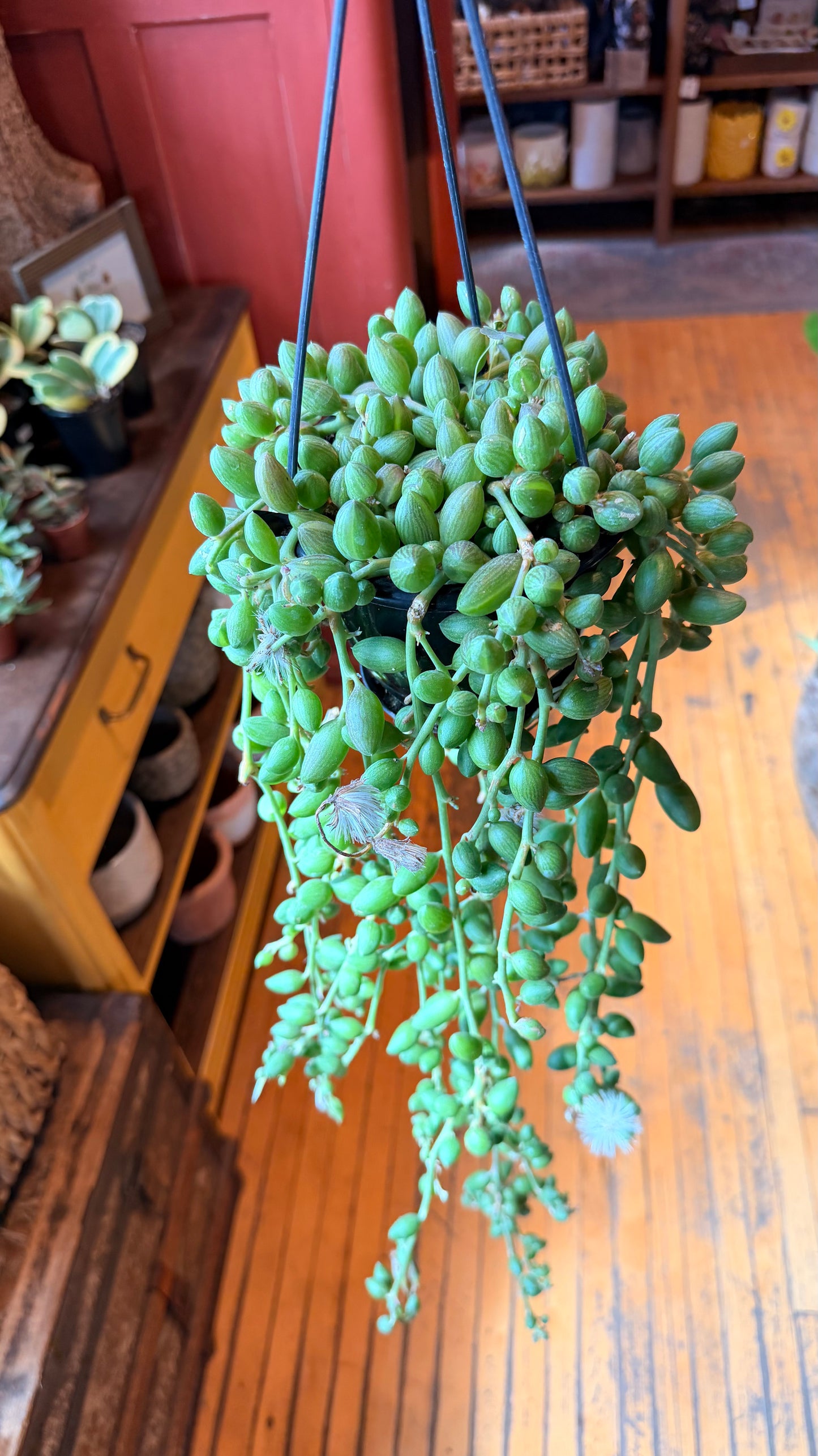 6” String of Watermelons
