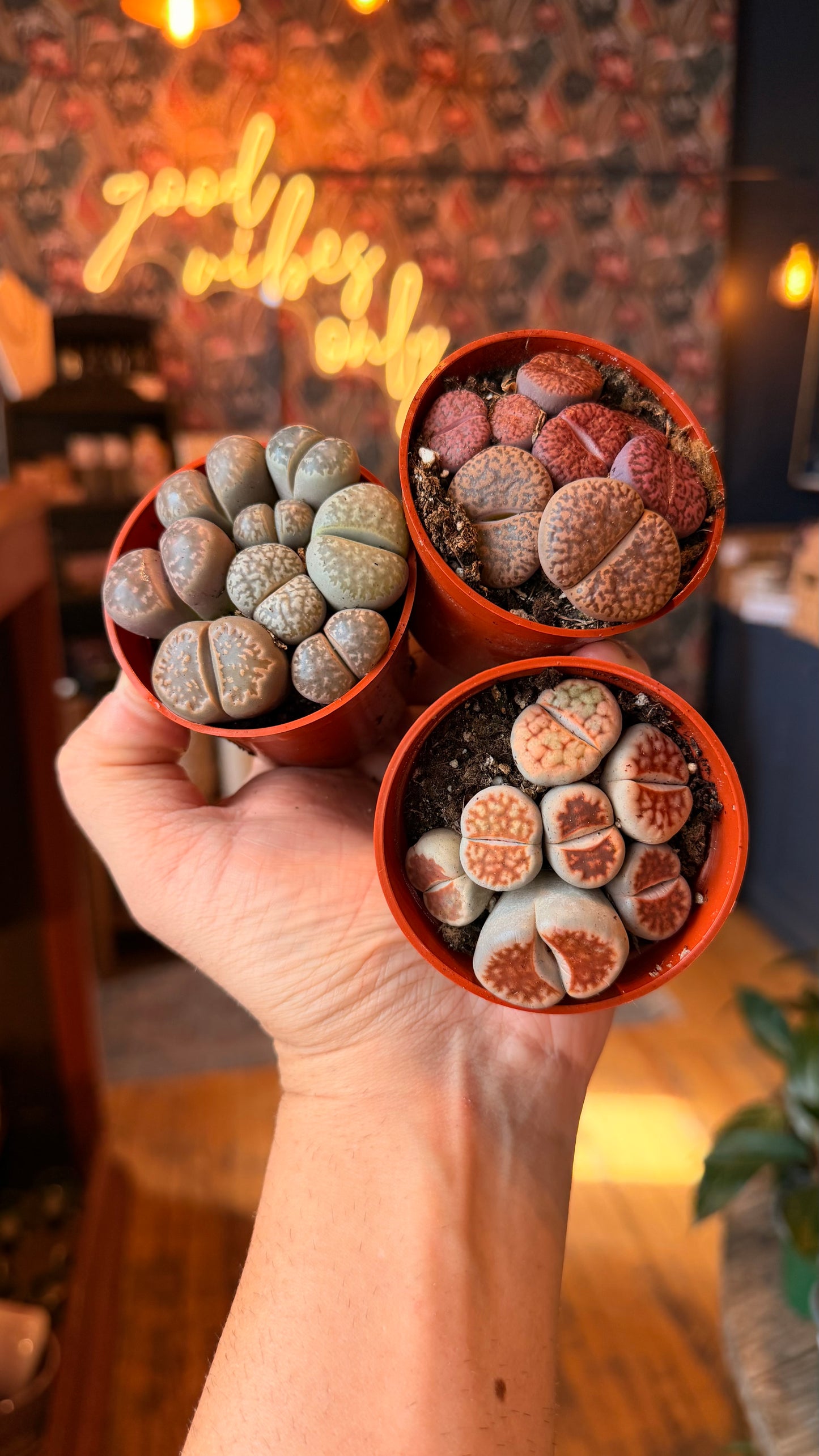 2.5” Lithops Garden