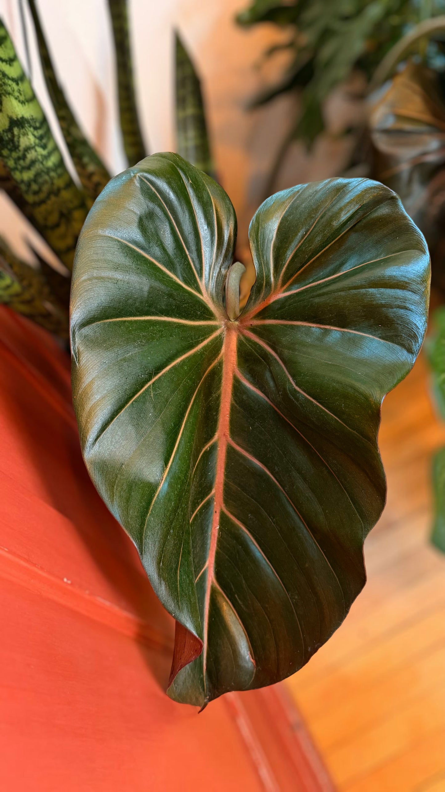 10” Summer Glory Philodendron
