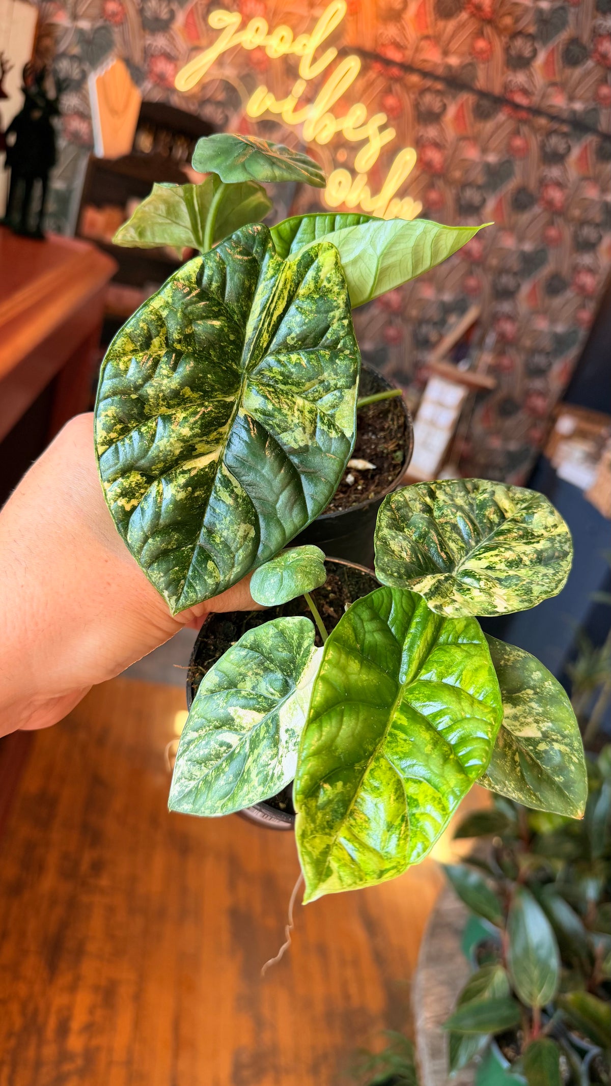 4” Quilted Dreams Variegated Alocasia