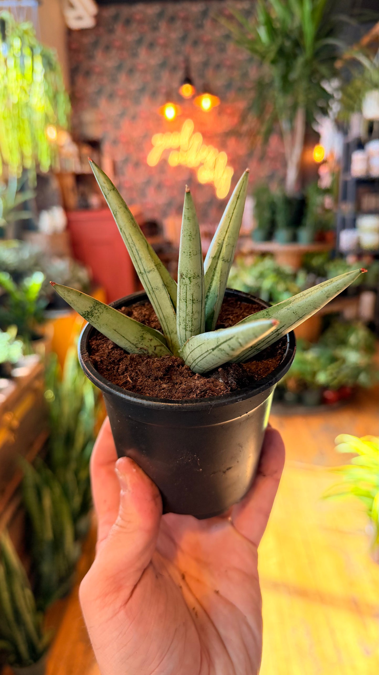 4” Silver Crown Snake Plant