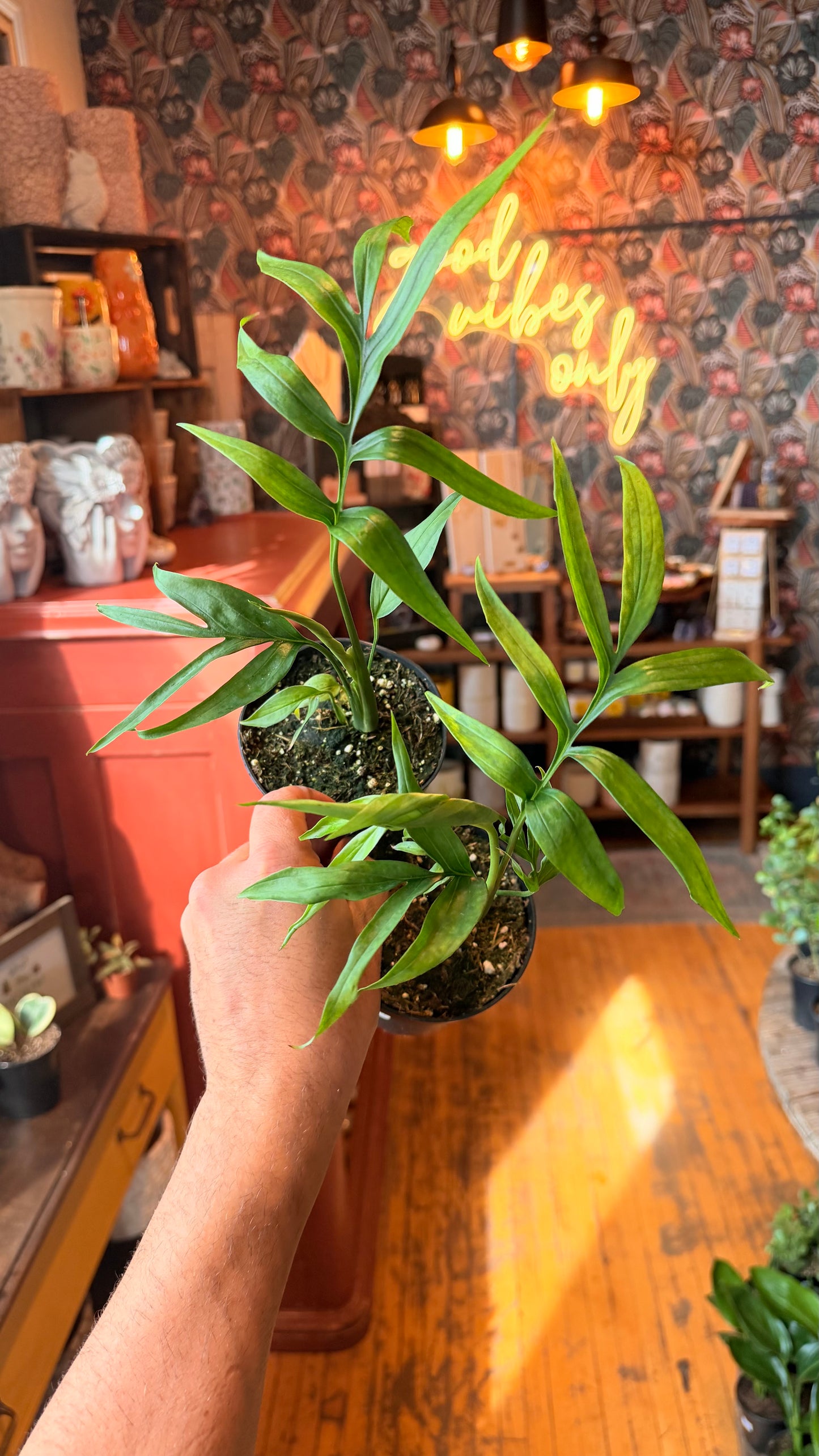 4” Monstera Subpinnata