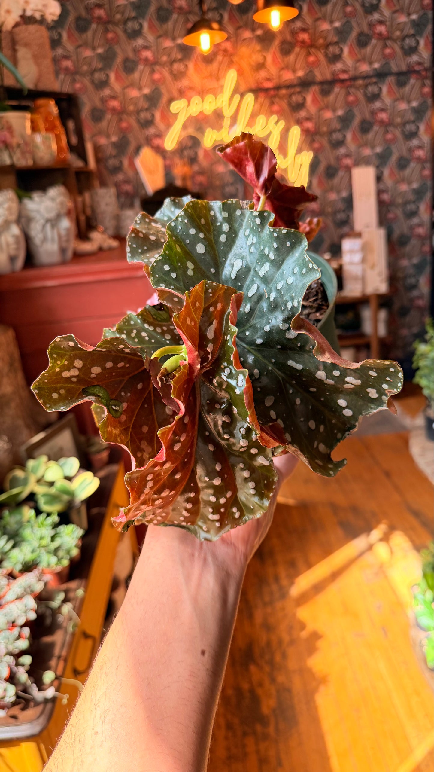 6” Crackling Rosie Begonia