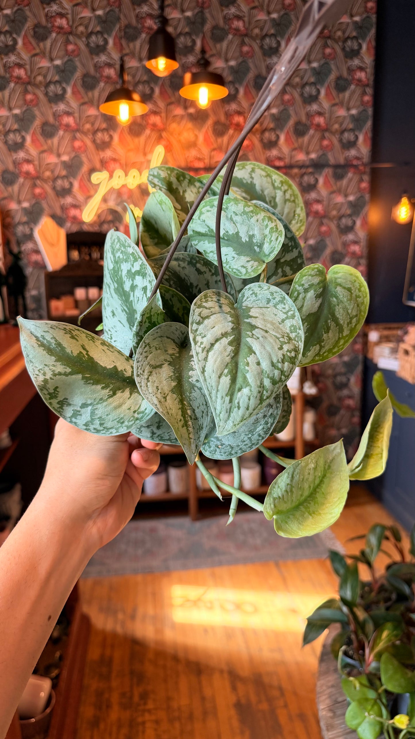6” Exotica Scindapsus Hanging Basket