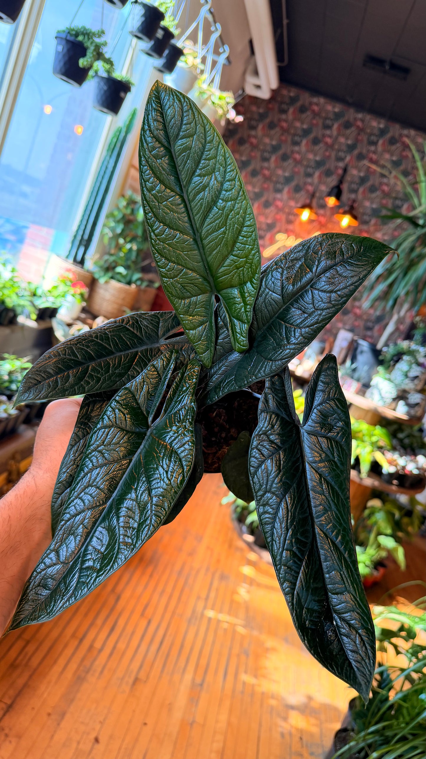 6” Scalprum Alocasia