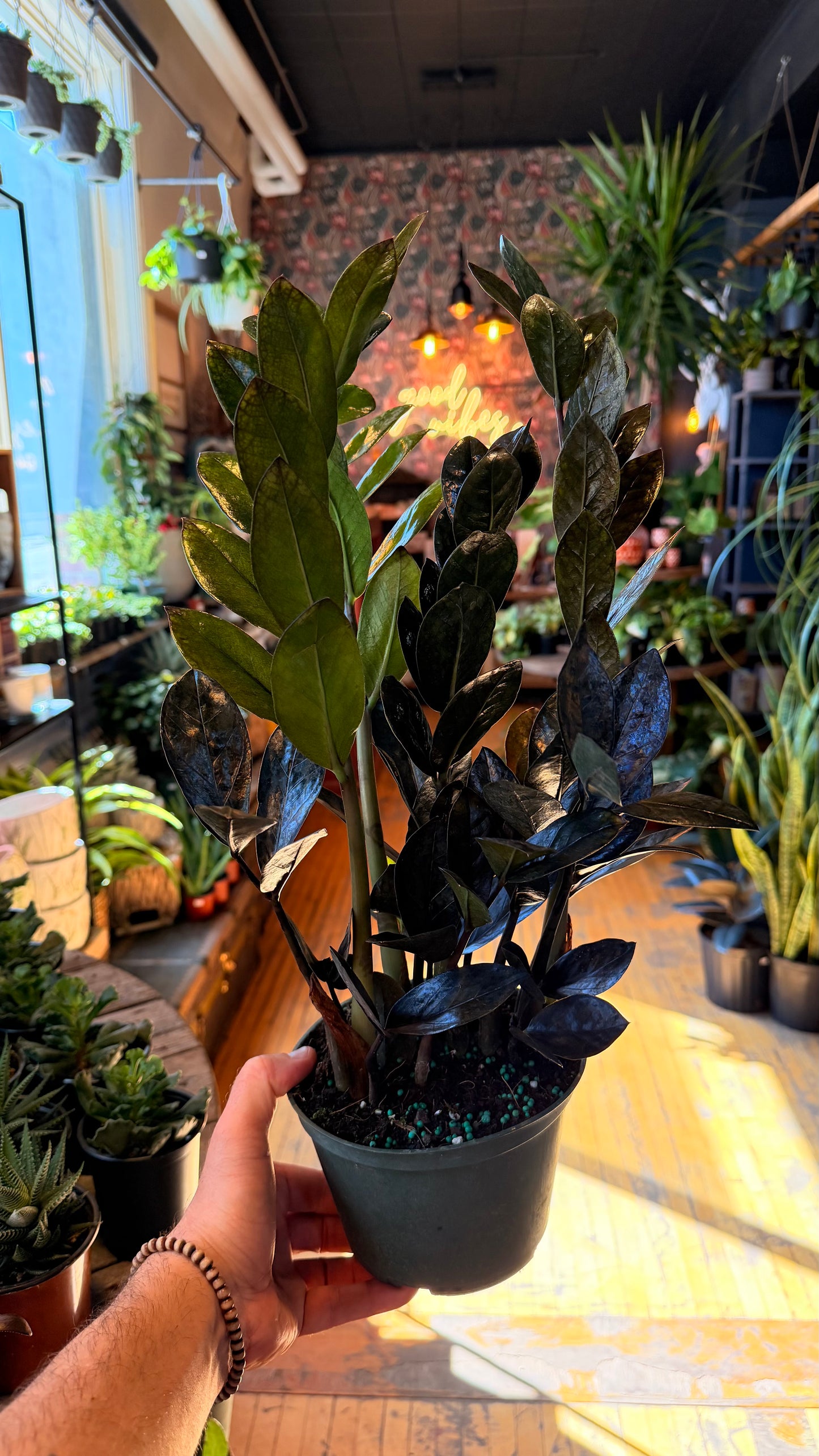 6” Raven Zz Plant