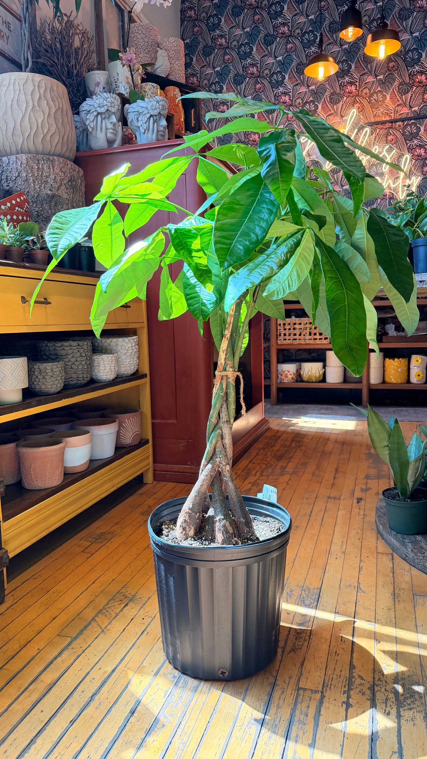 12” Money Tree