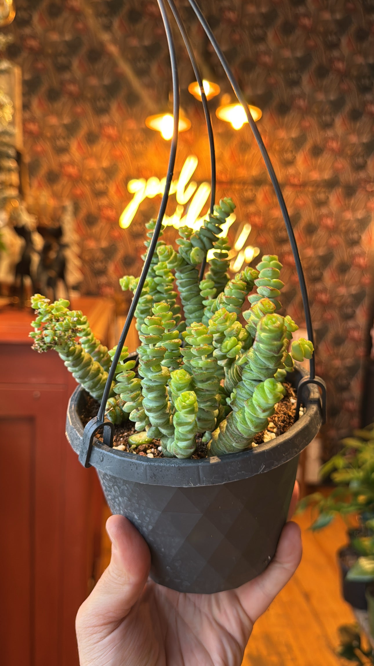 6” String of Buttons