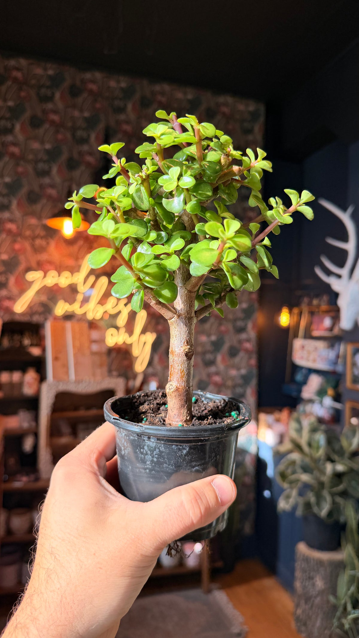 4” Jade Bonsai