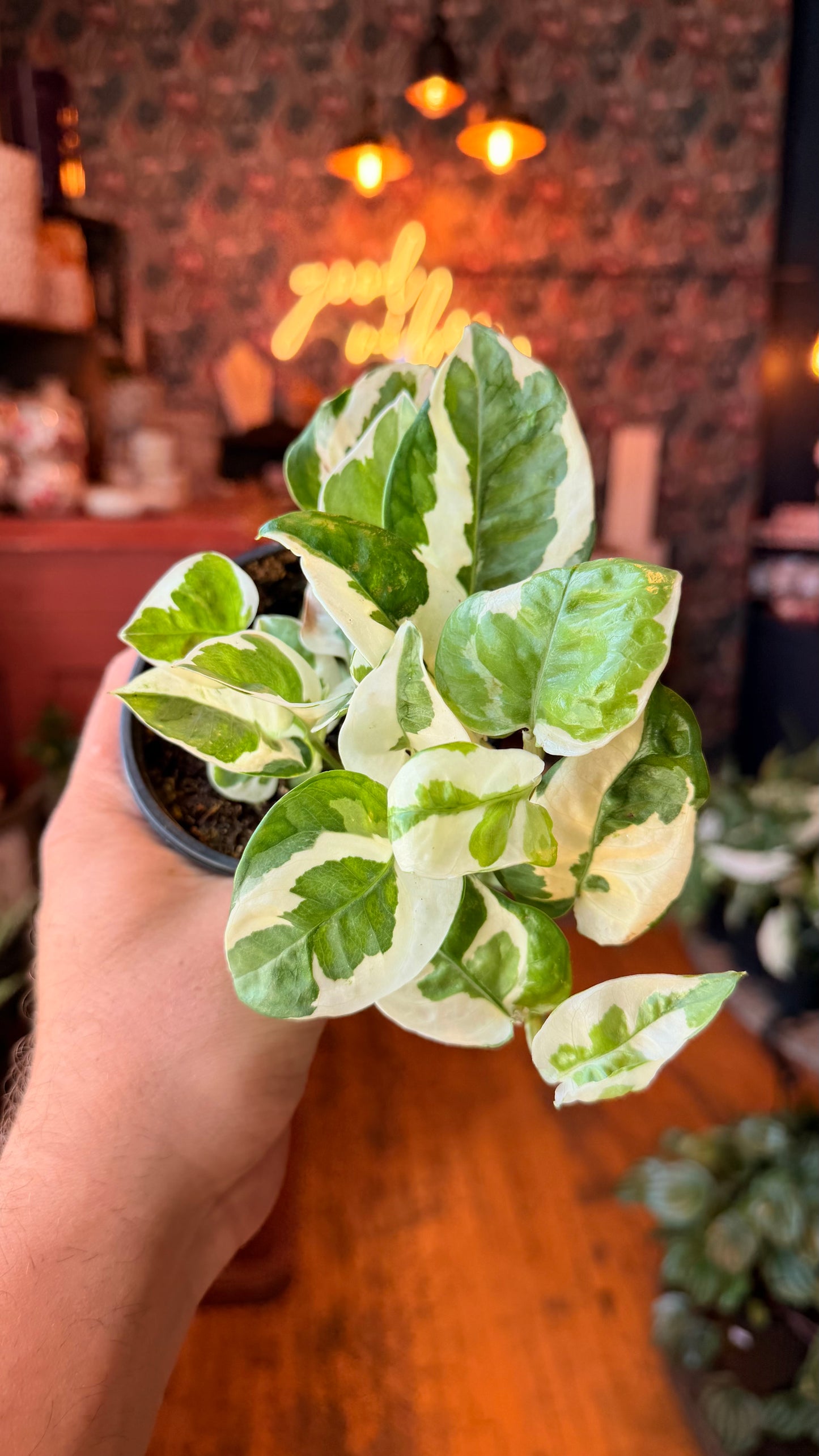 4” Njoy Pothos
