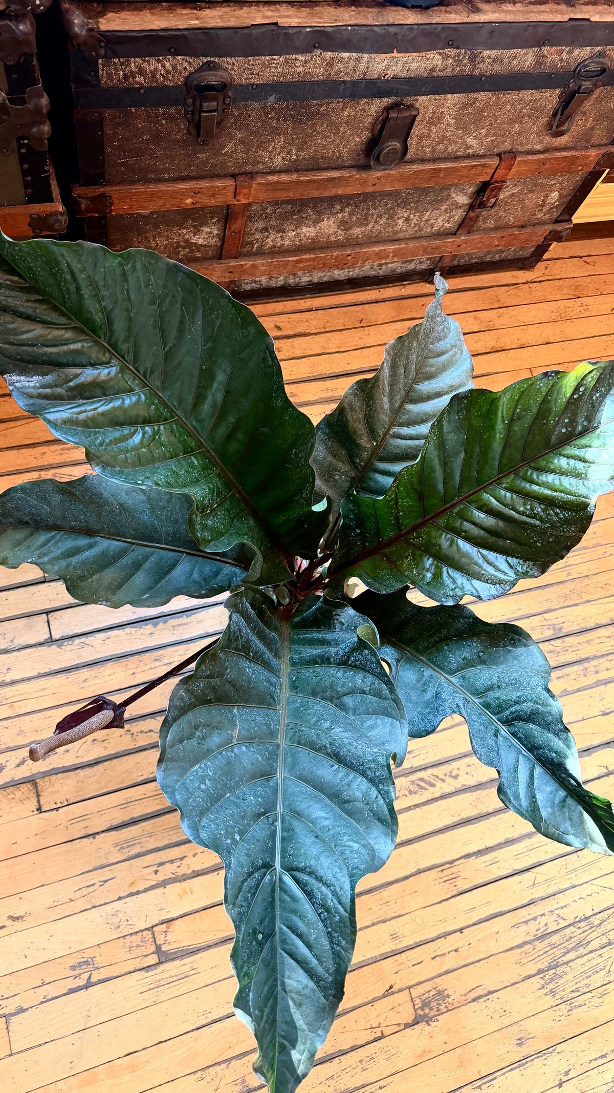 6” Anthurium Hookeri ‘Dark Form’