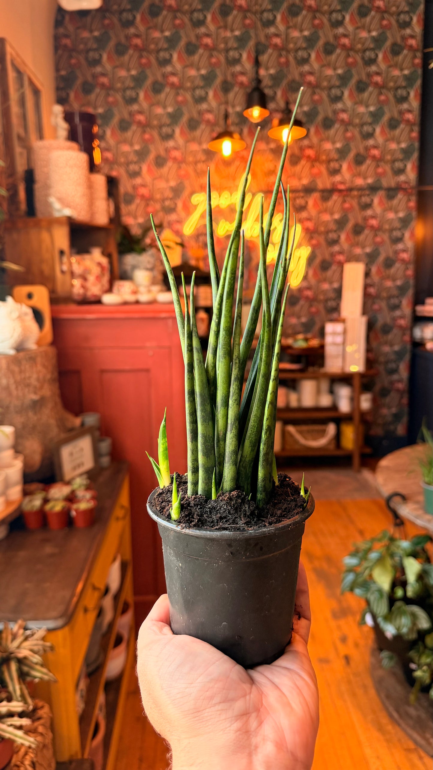 4” Mikado Fernwood Snake Plant