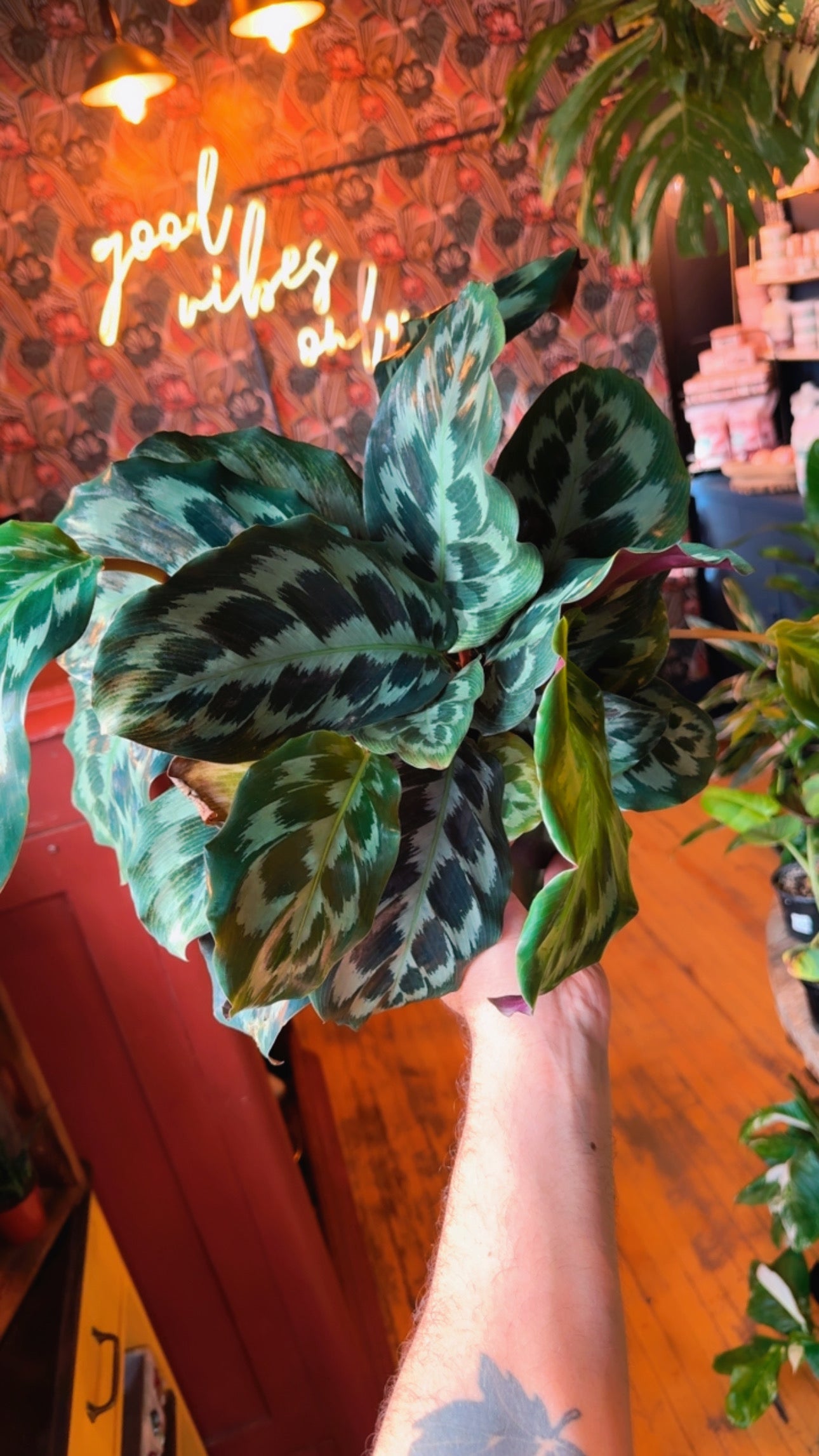 6” Helen Kennedy Calathea Fusion