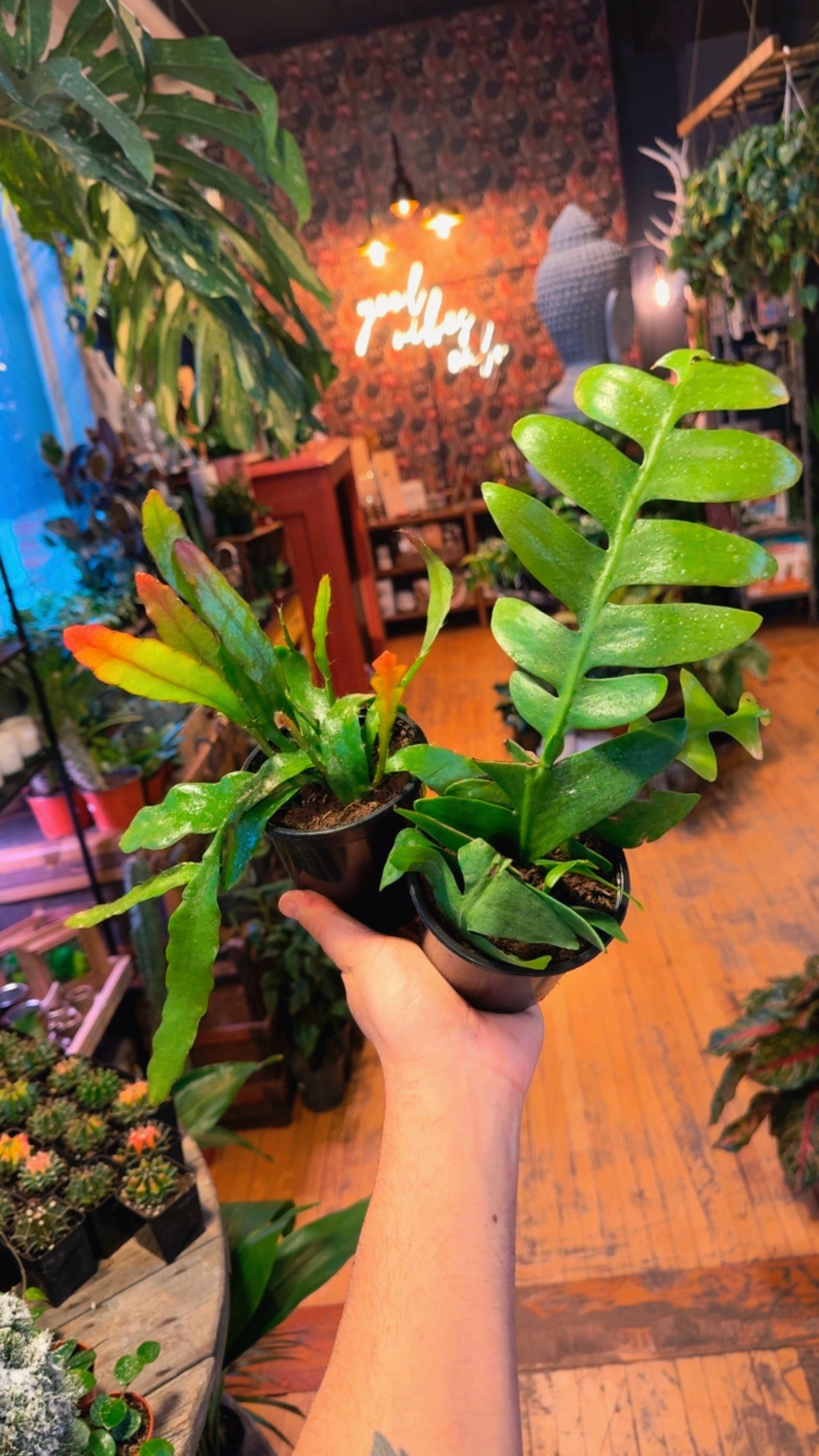 4” Orchid Cactus Assorted