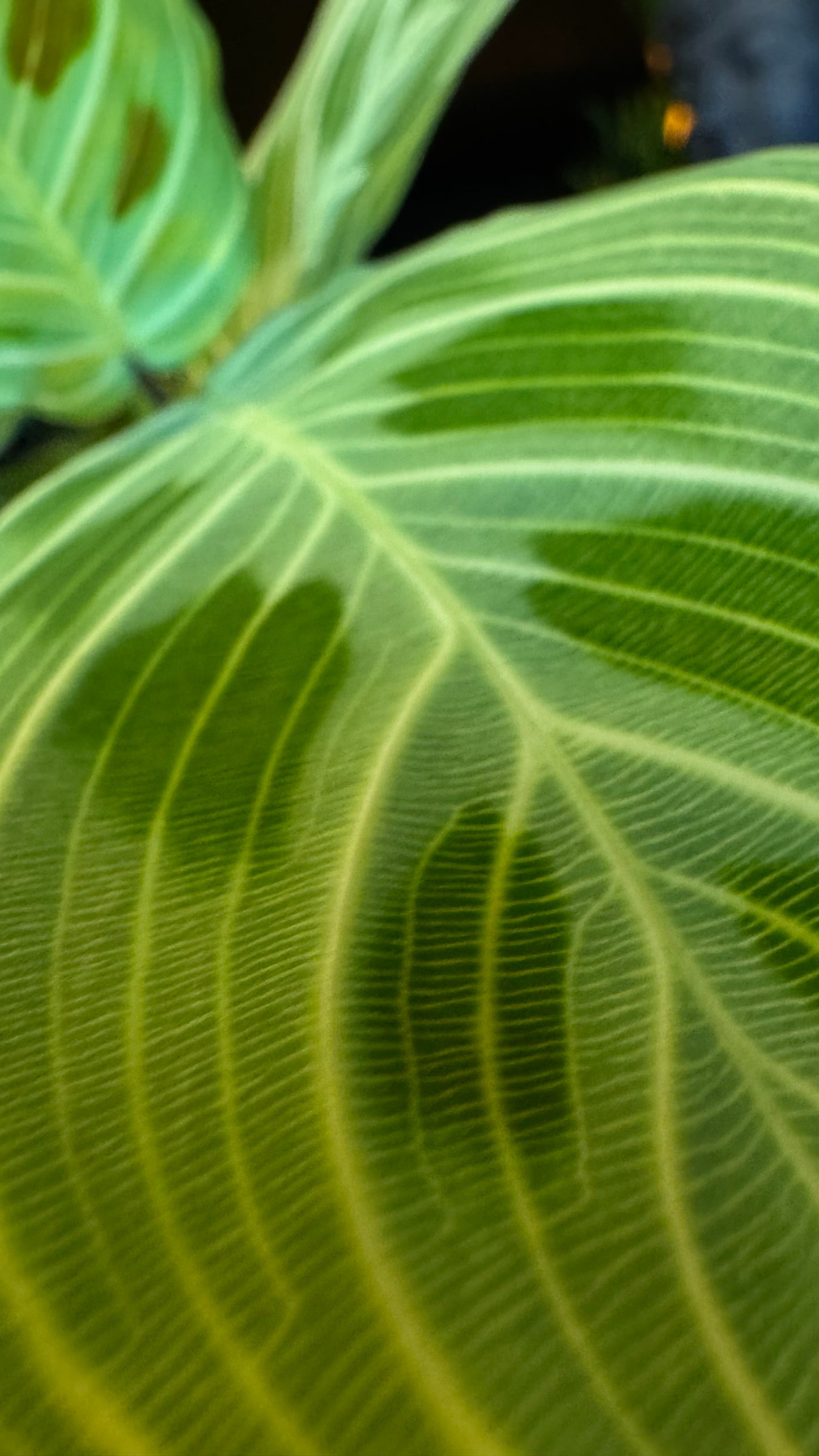 4” Gold Lines Maranta