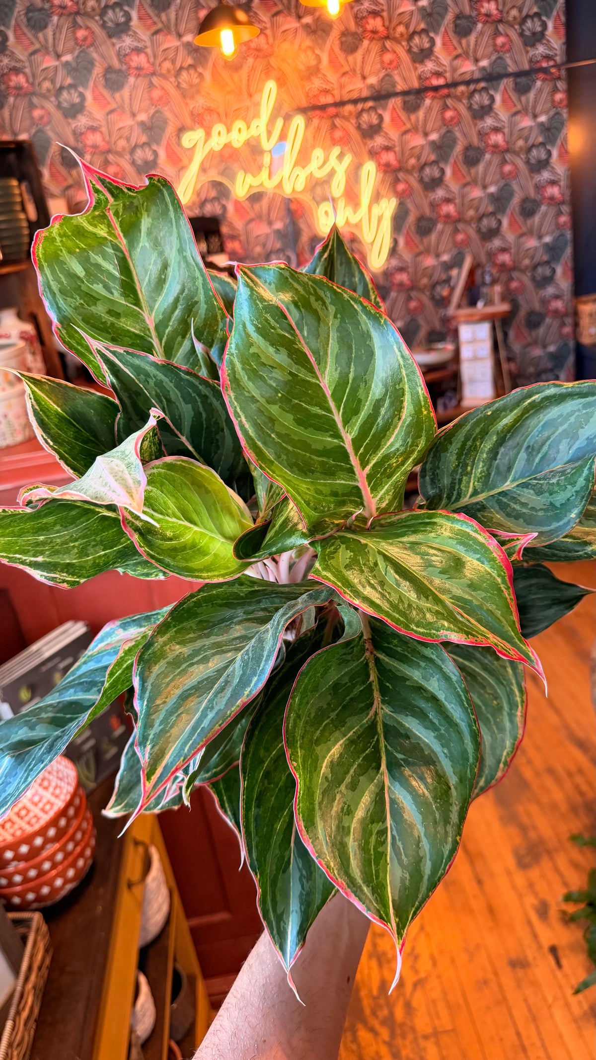 6” Aglaonema Moonstone Miles