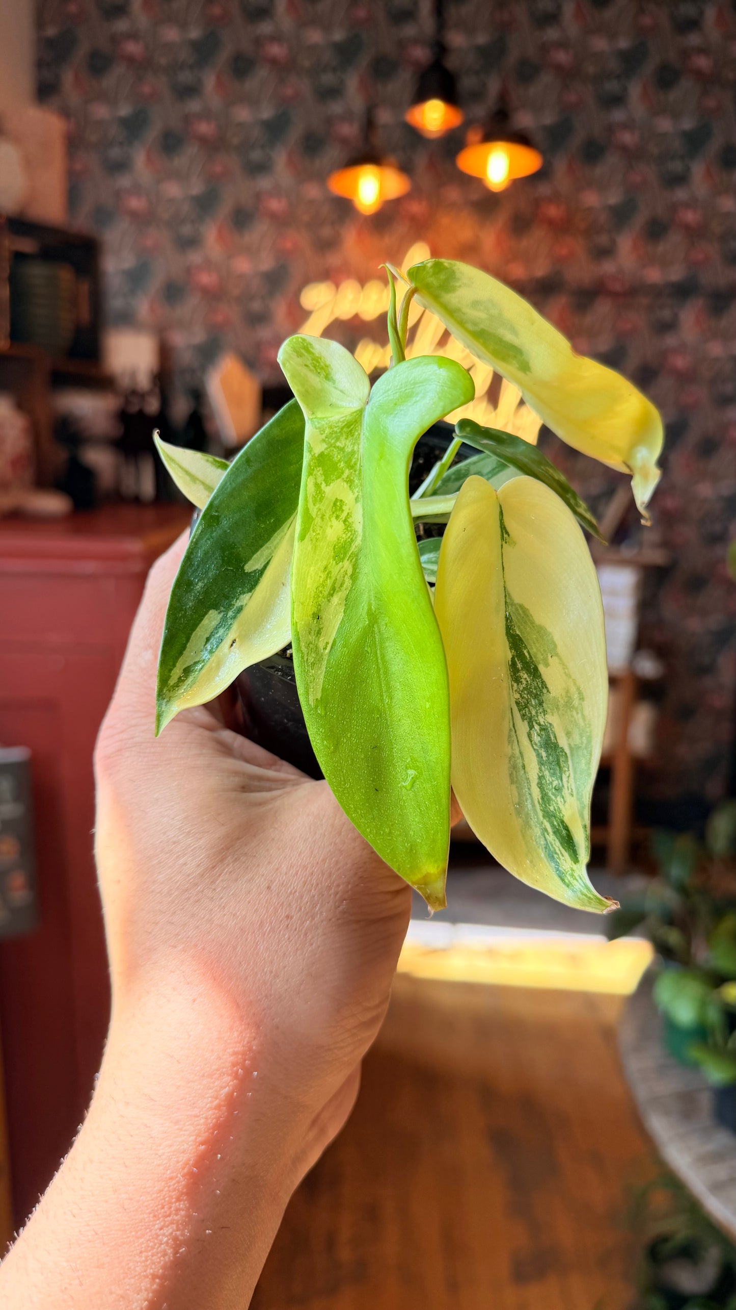 4” Florida Beauty Variegated Philodendron