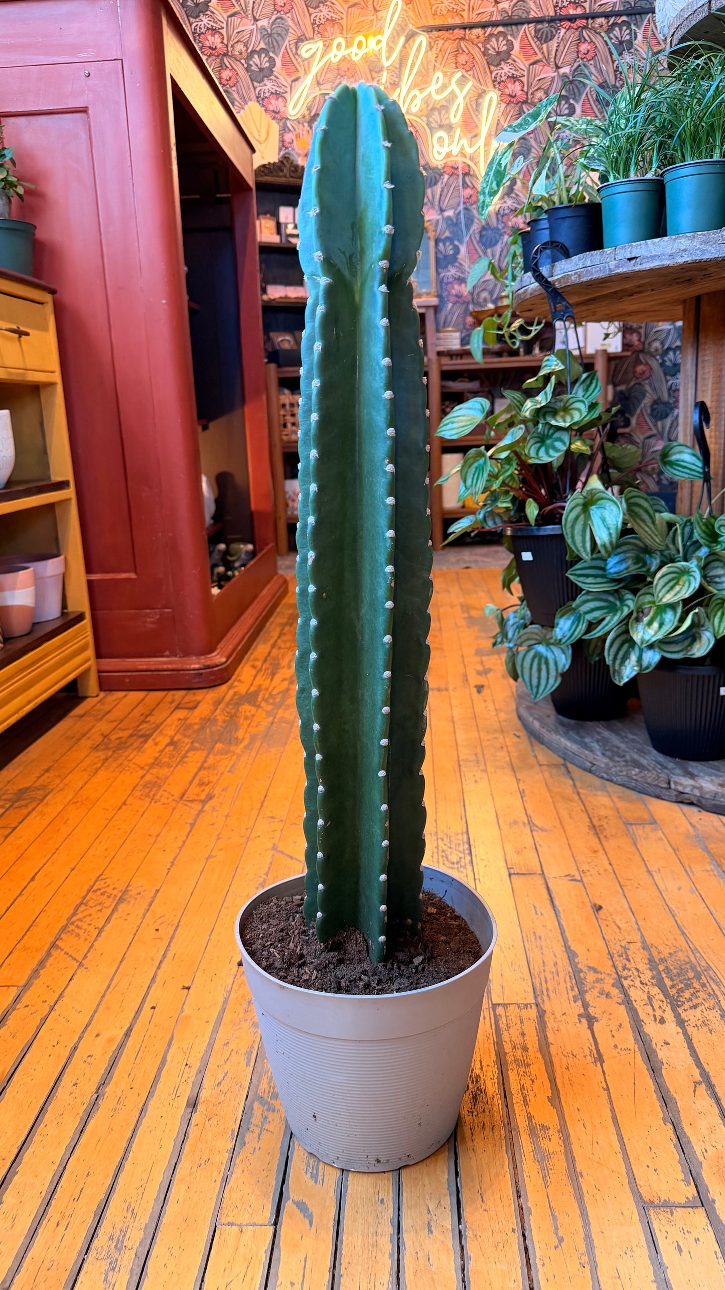10” Cuddly Cactus XL