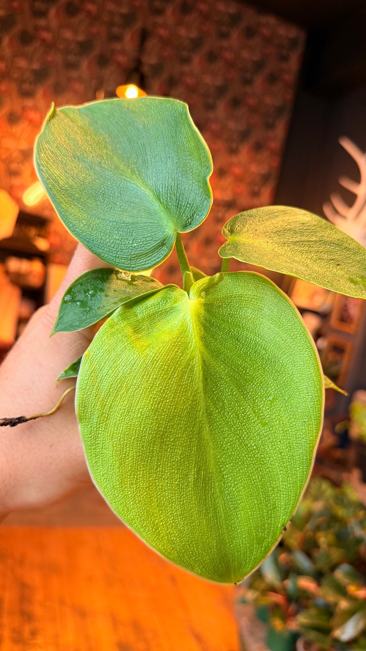 4” Philodendron Rugosa