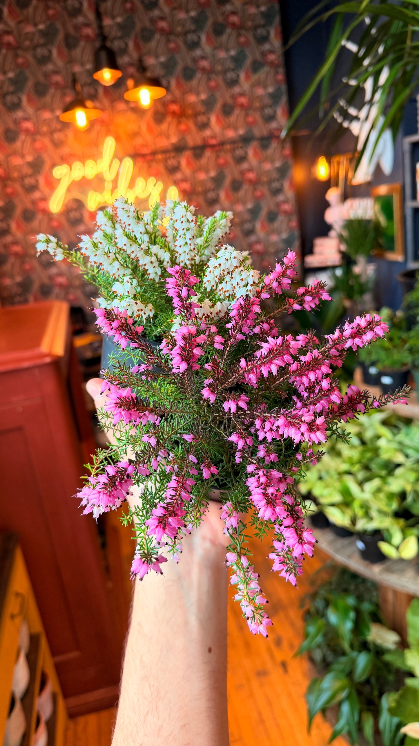 4” Mountain Heather Plant