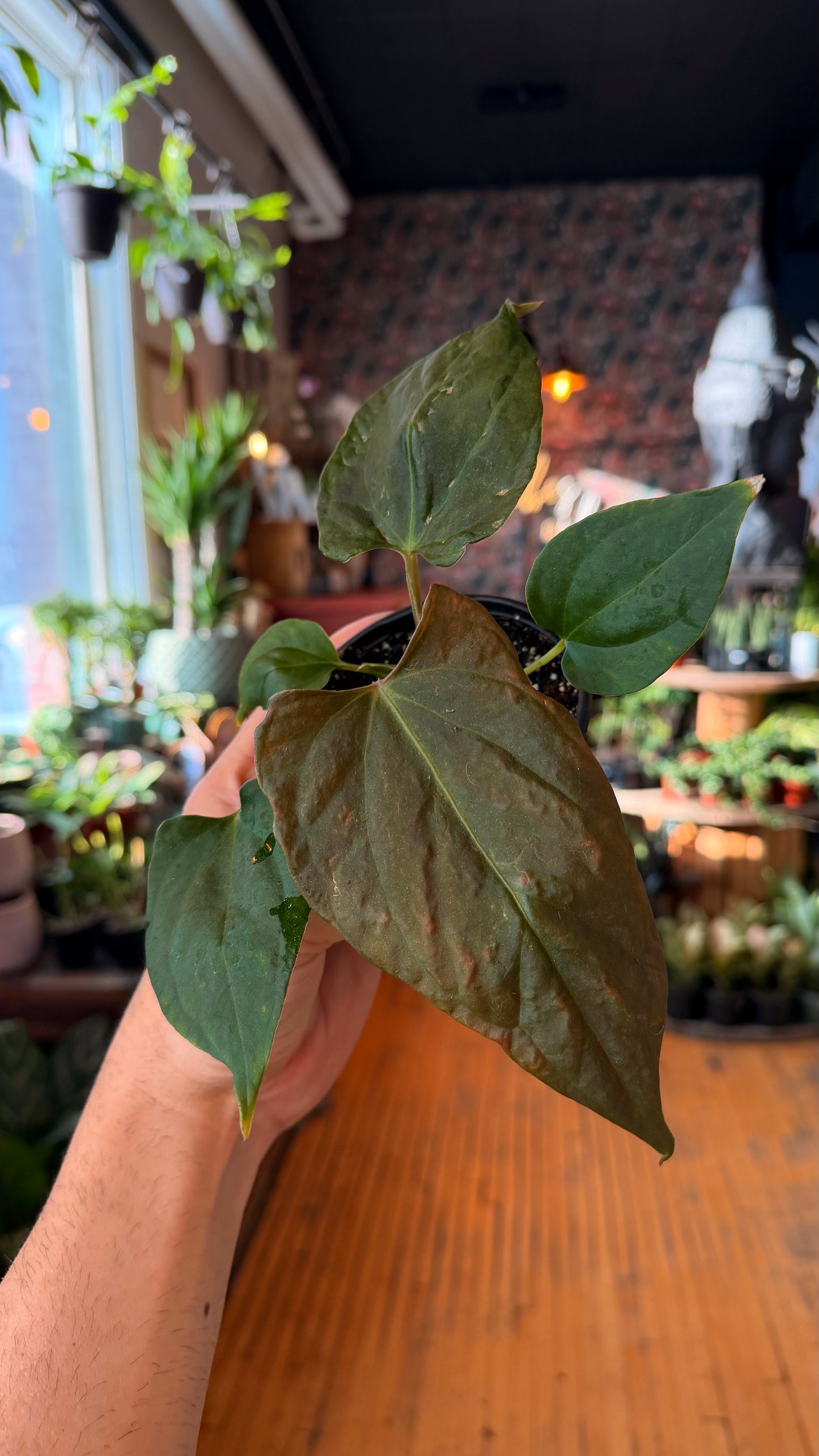 4” Anthurium Portillae