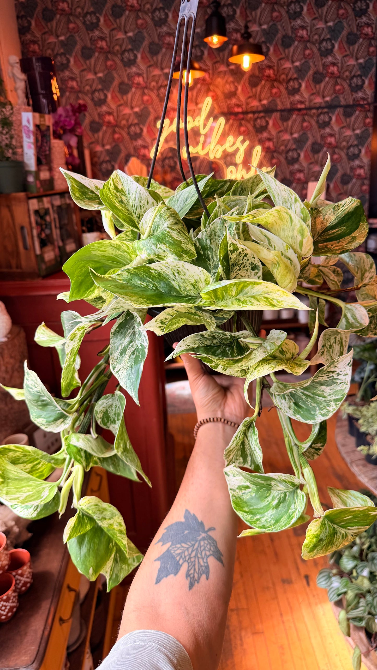 8” Marble Queen Pothos