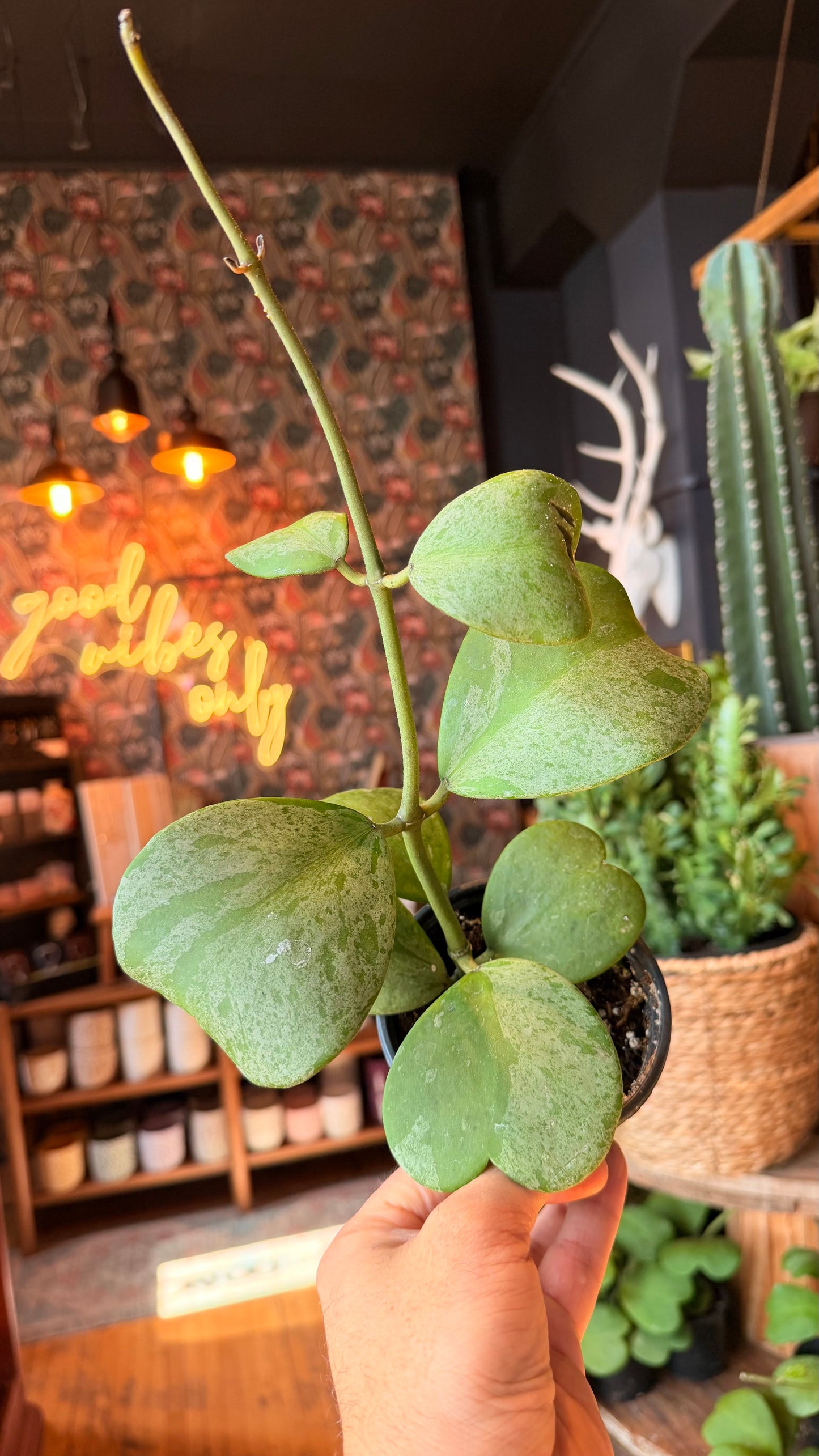 4” Hoya Kerrii Splash