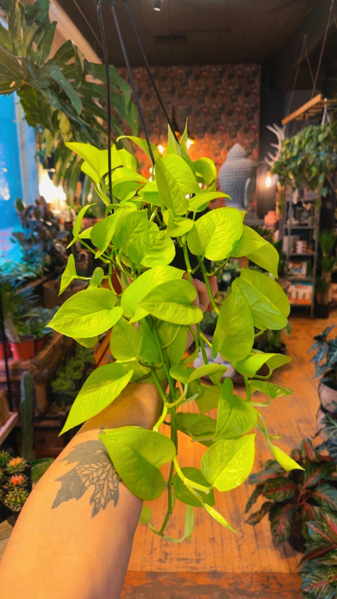 6.5” Neon Pothos