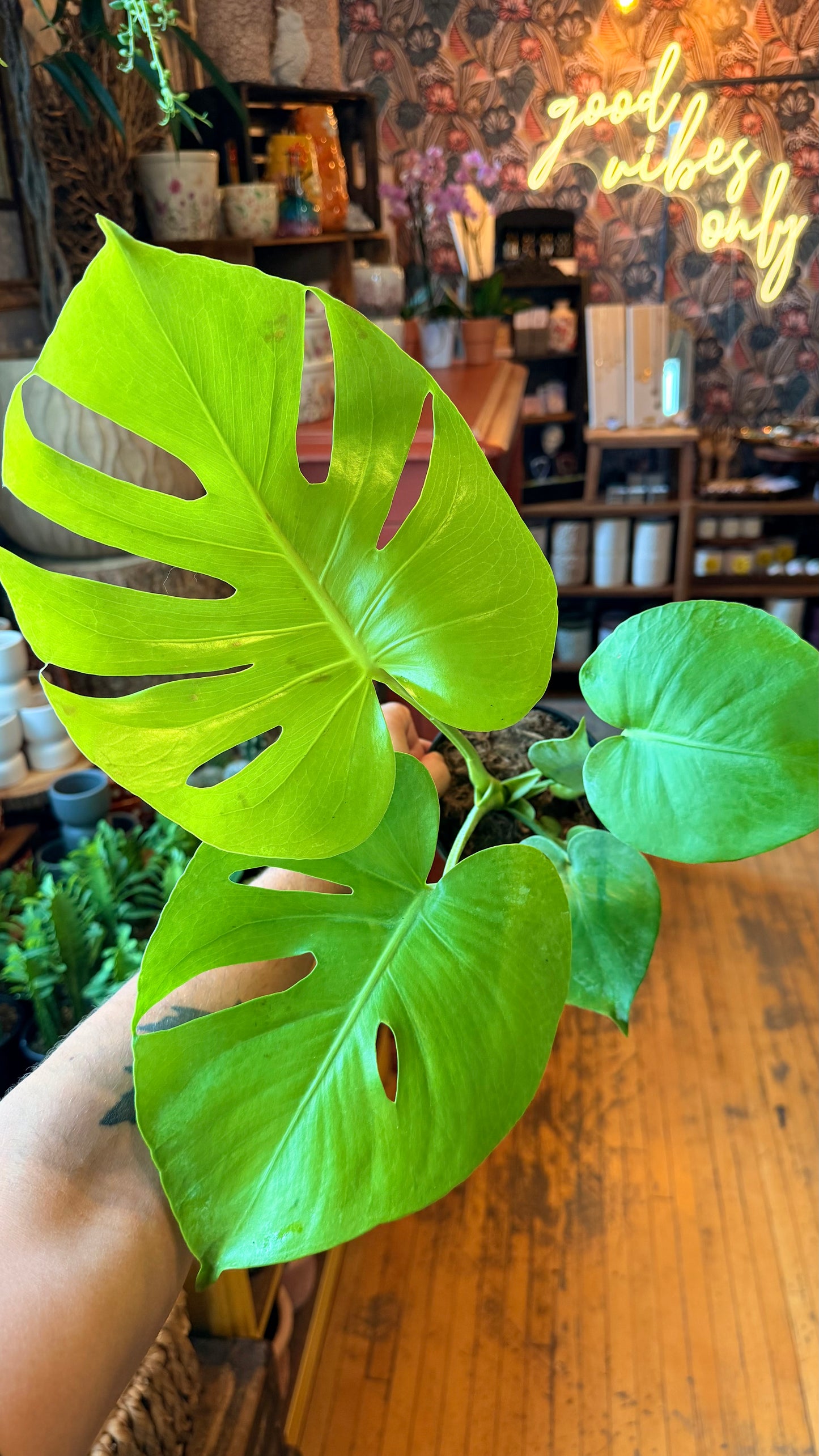 6” ‘Super Golden’ Monstera