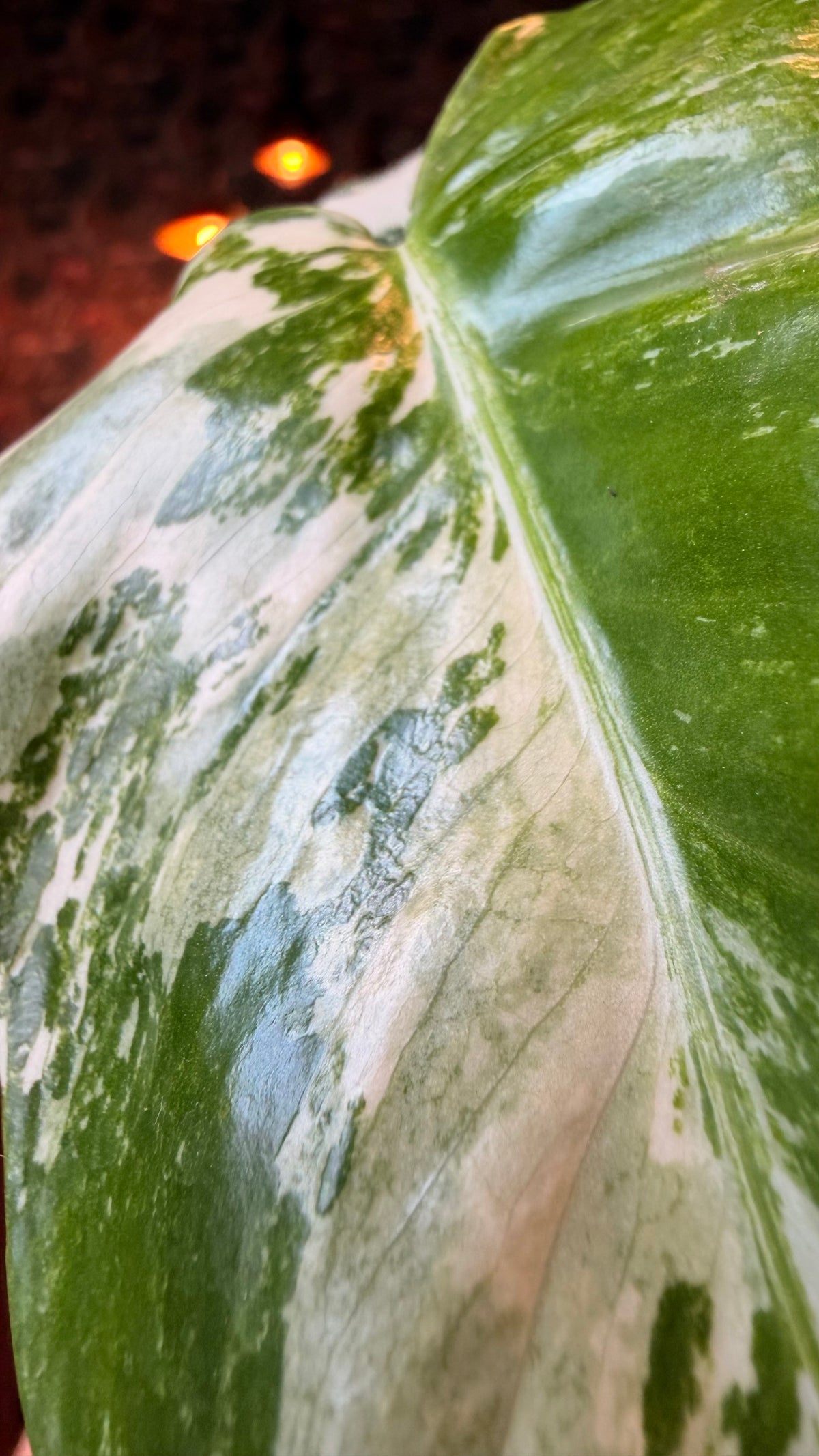 4” Monstera Borsigiana Albo