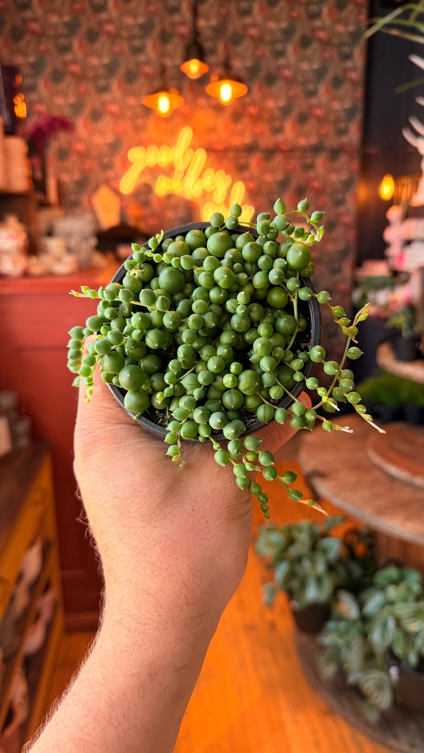4” String of Pearls