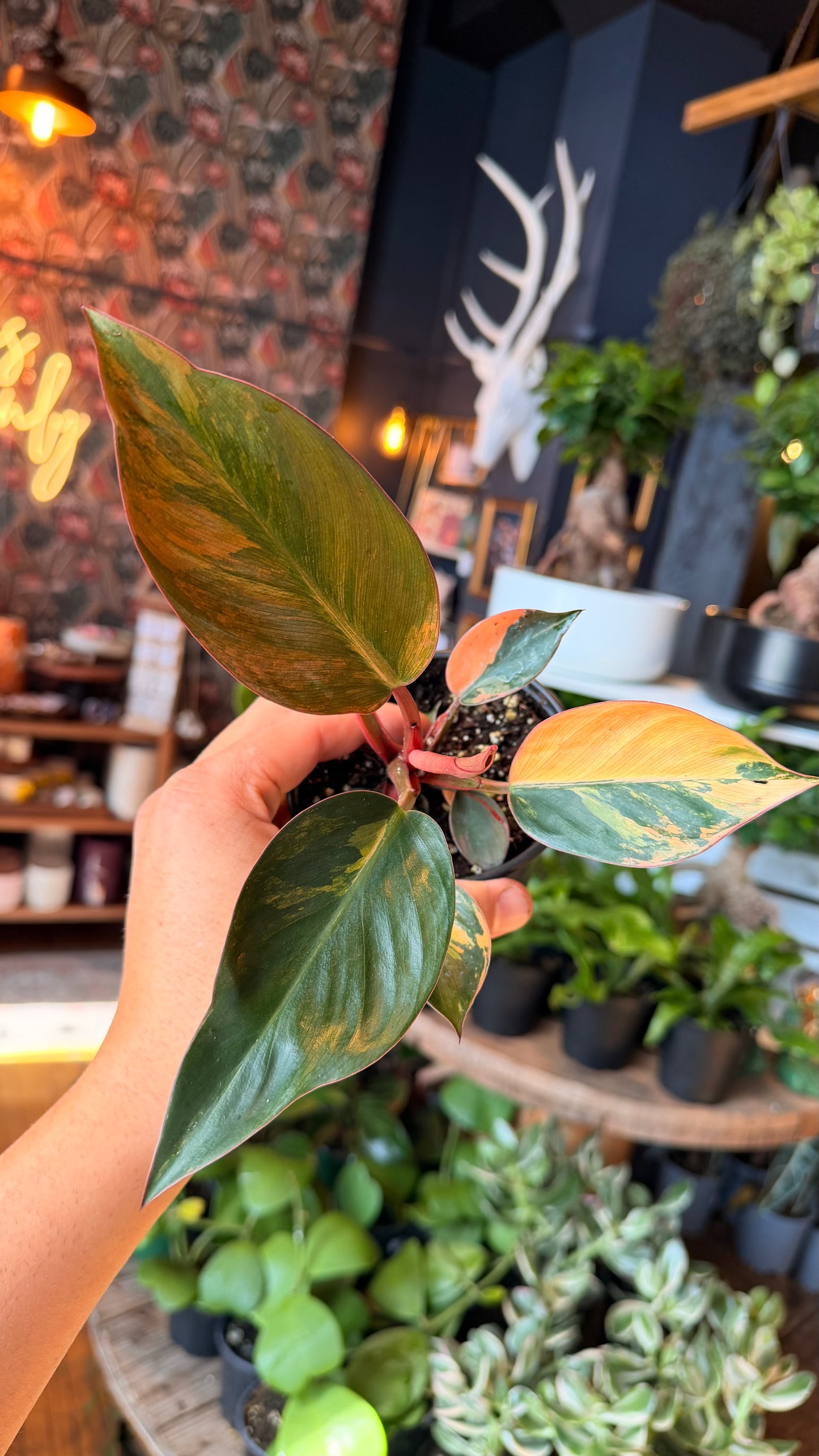4” Red Congo Variegated Philodendron