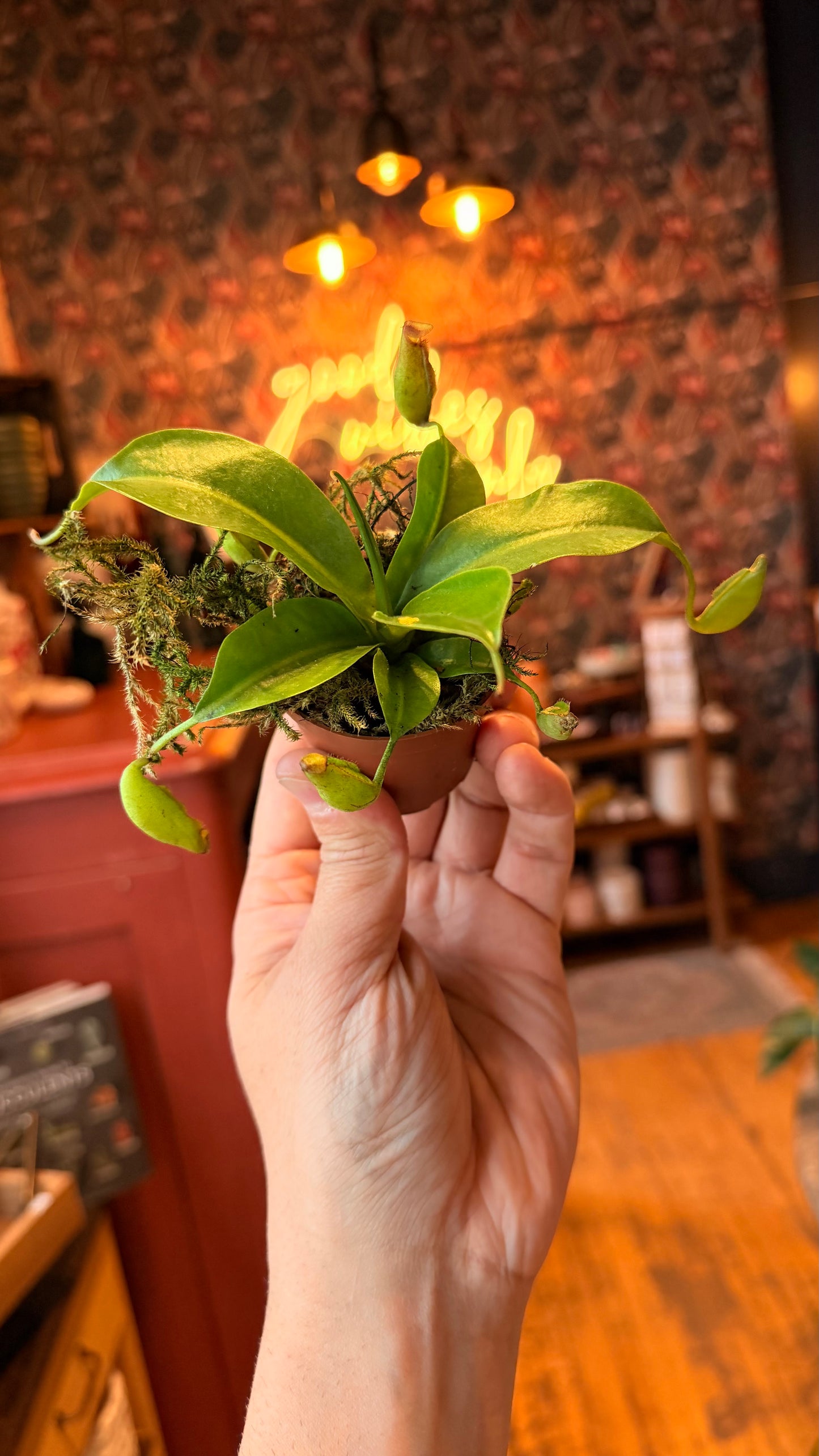 2.5” Pitcher Plant