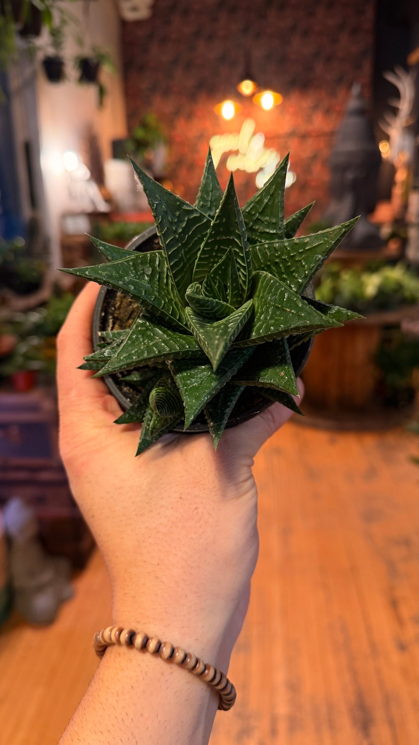 4” Haworthia Limifolia