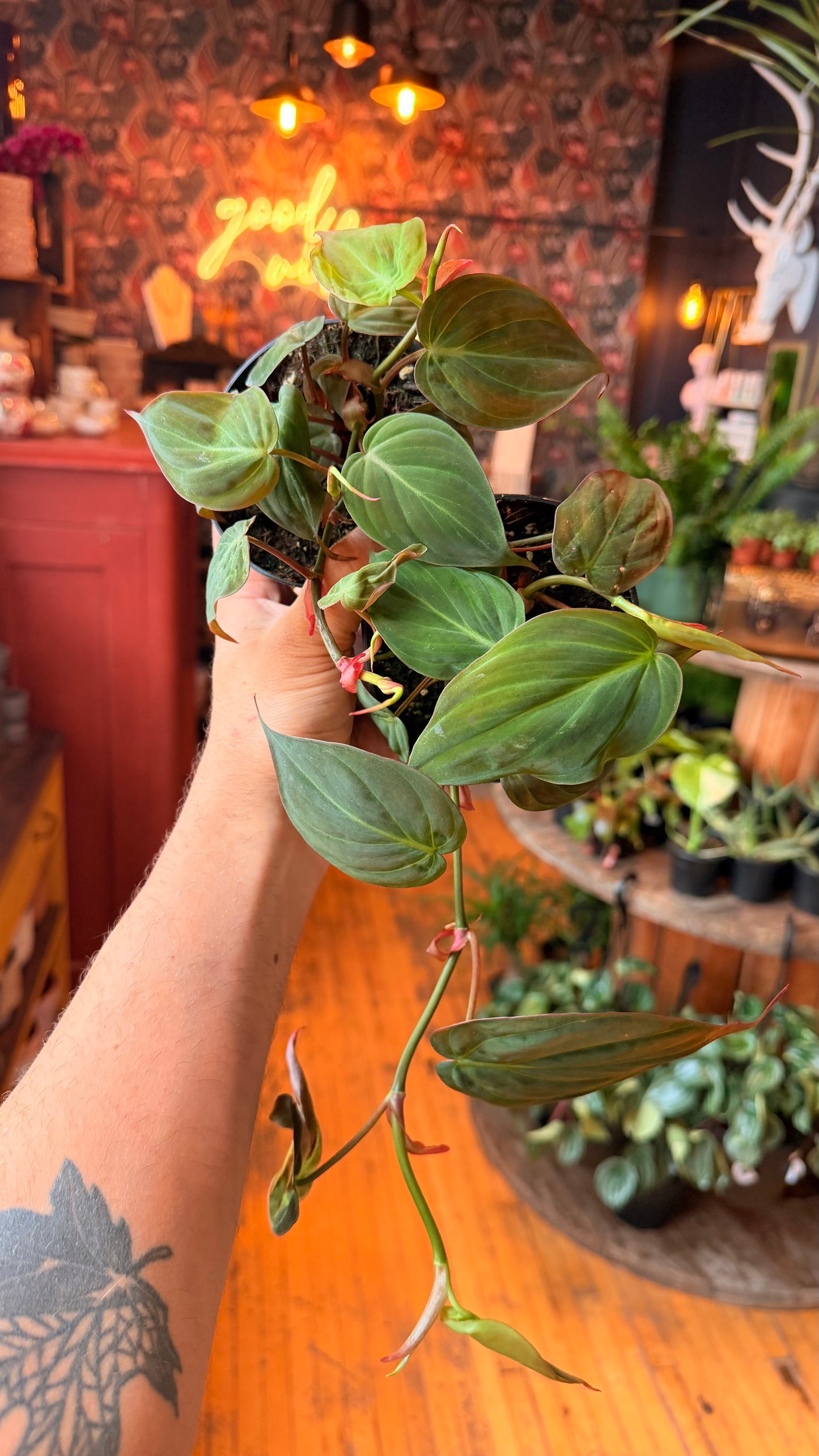4” Micans Philodendron