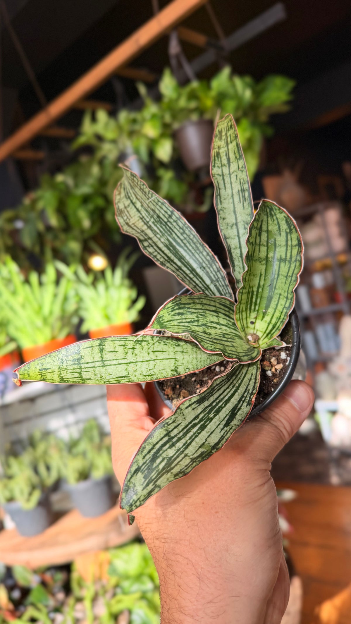 4” Cleopatra Sansevieria