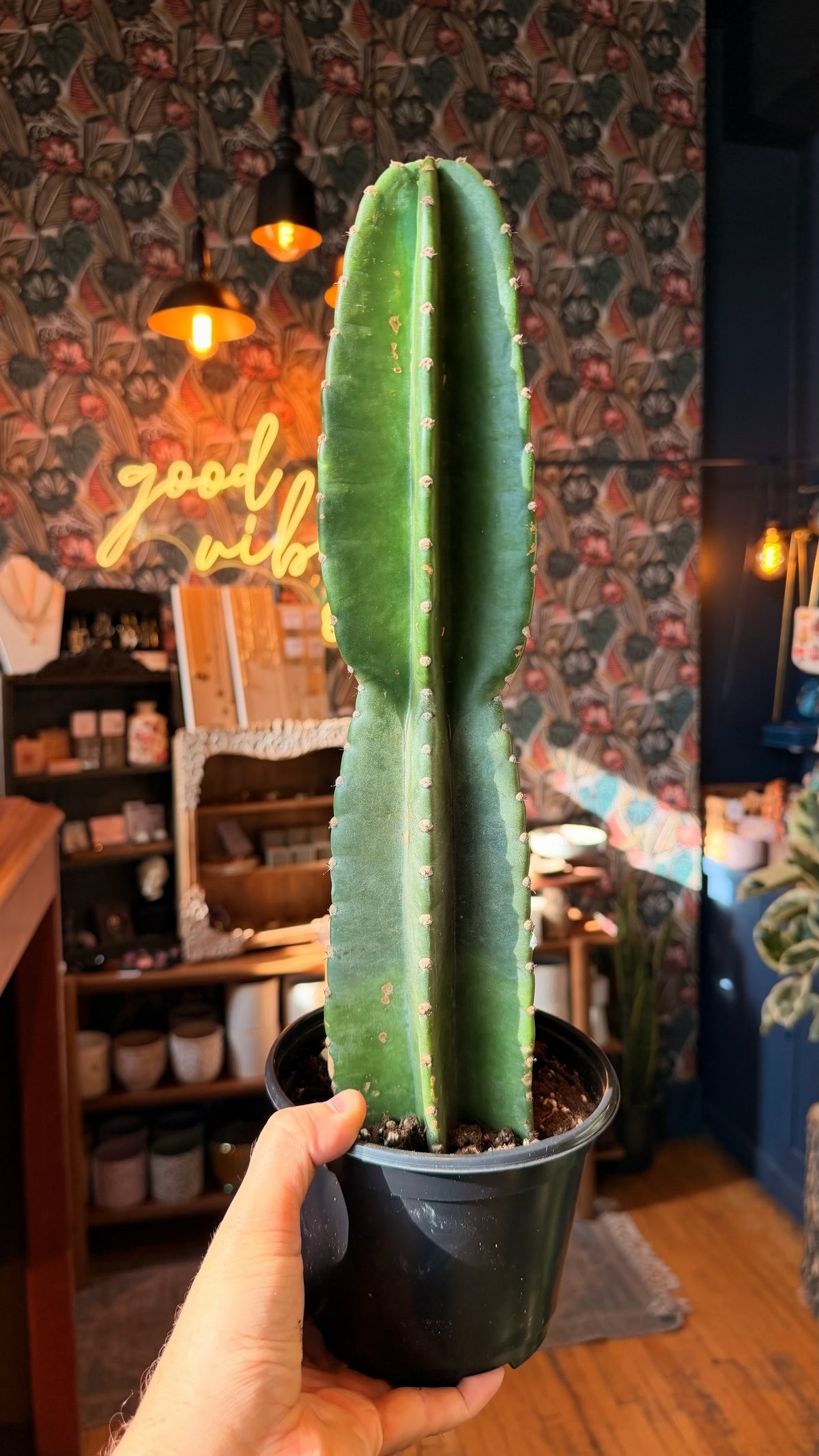 6” Cuddly Cactus XL