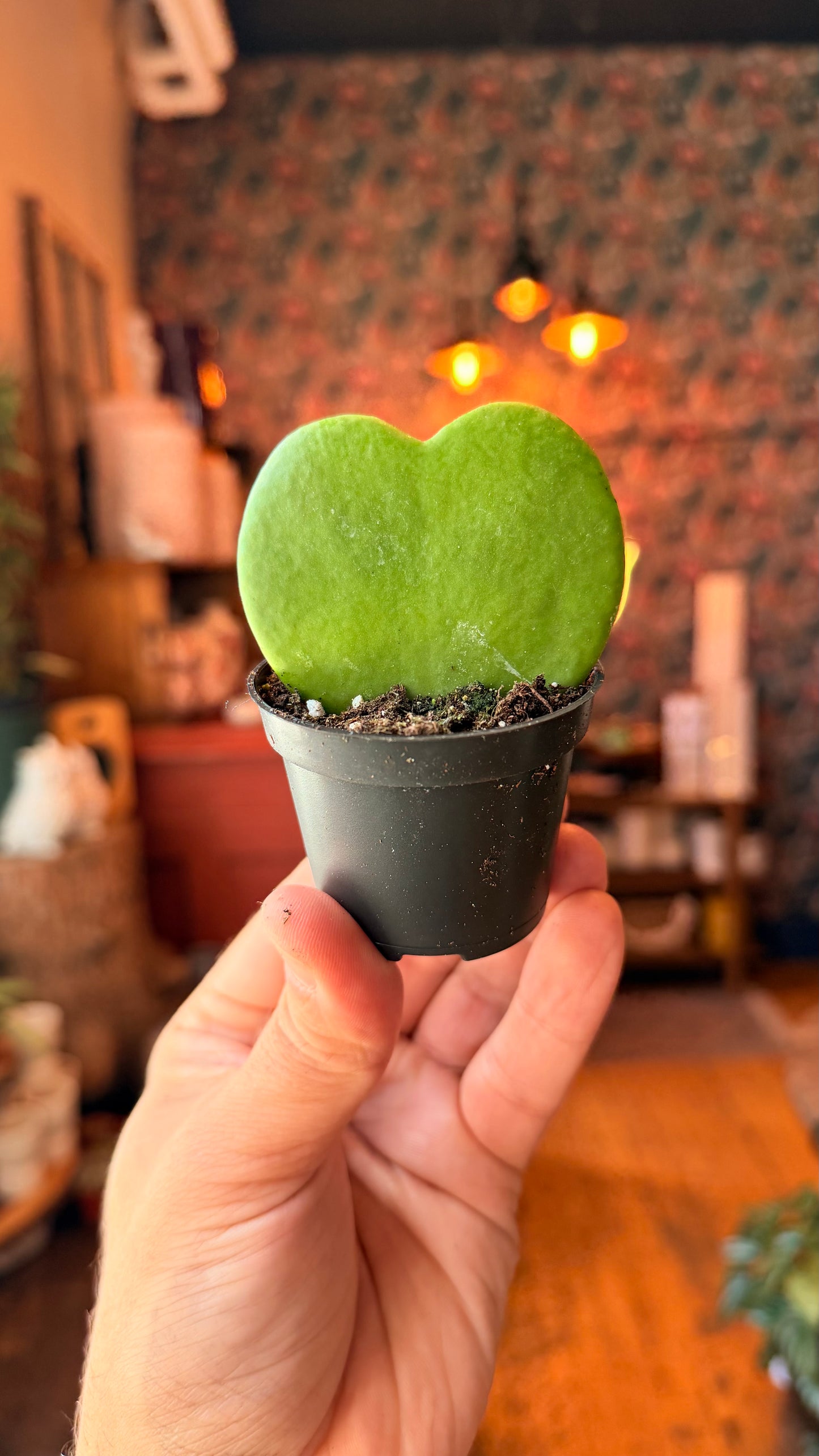 2.5” Sweetheart Hoya