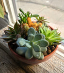 Summer Succulents in Aged Terracotta Workshop