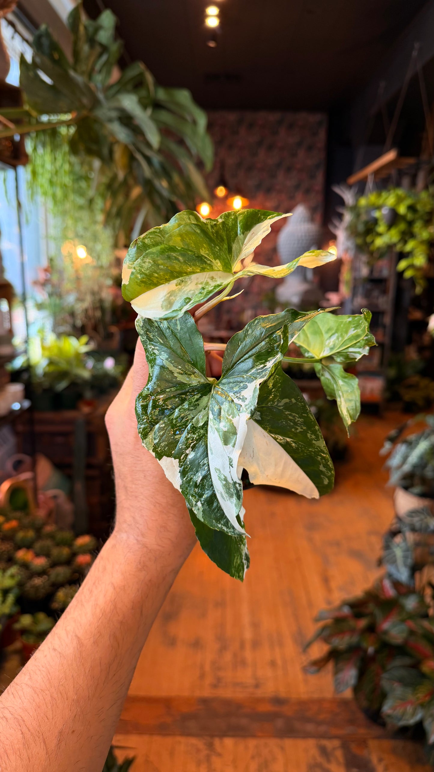 4” Synongium Albo Variegated