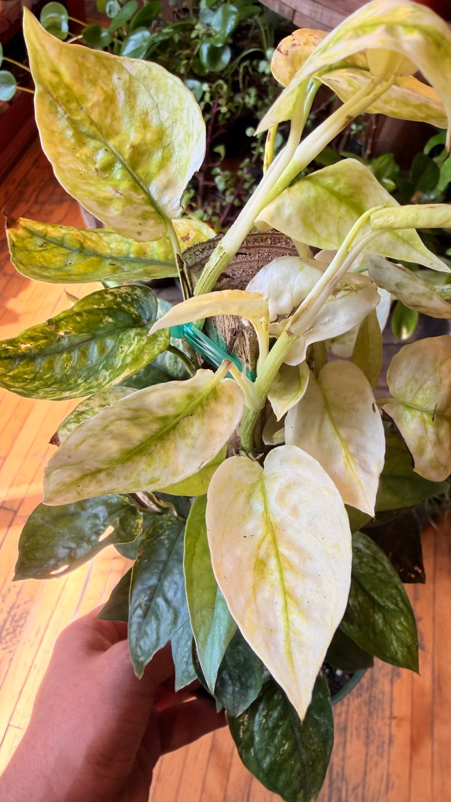 6” Cebu Blue Ghost Pothos Totem