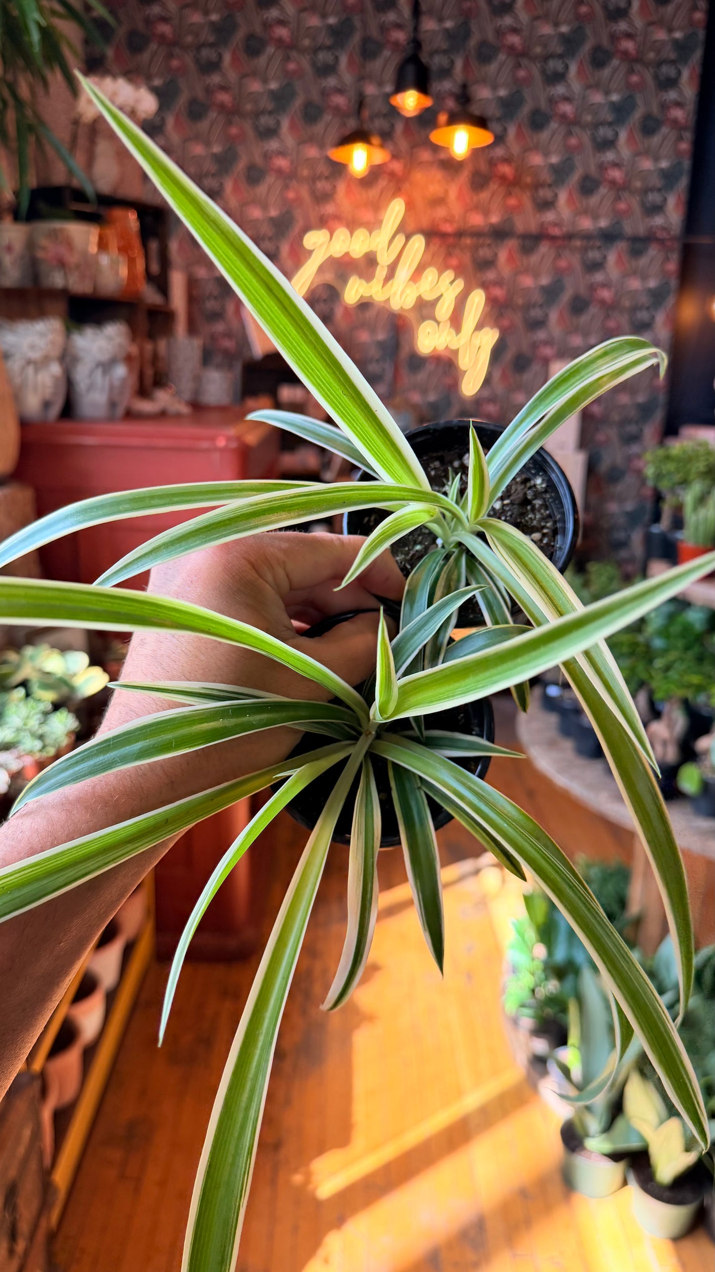 4” Variegated Spider Plant
