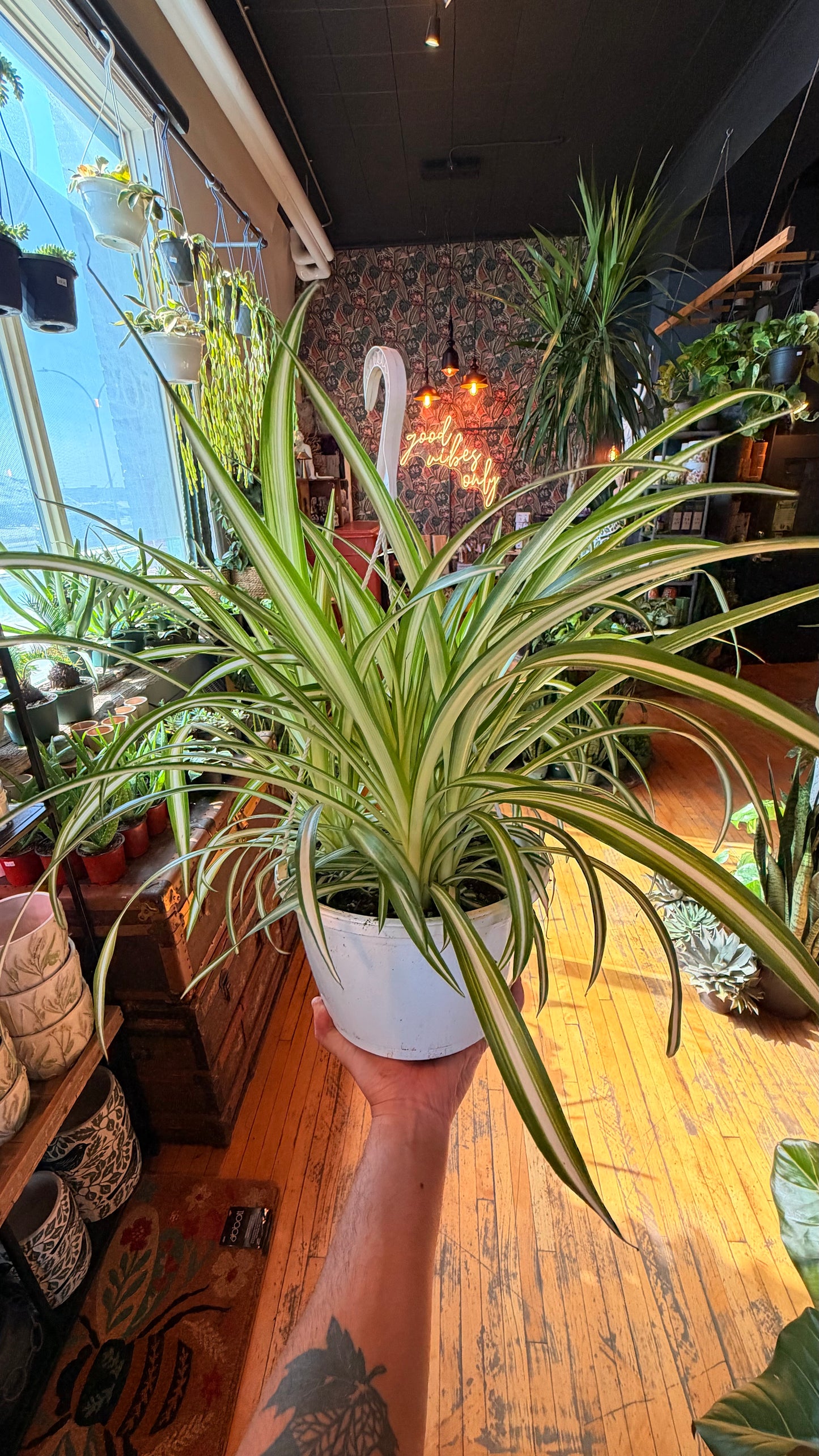 10” Variegated Spider Plant